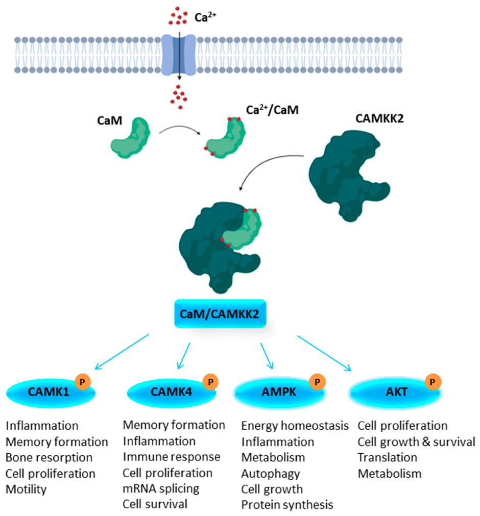 Molecules 25 00325 g001