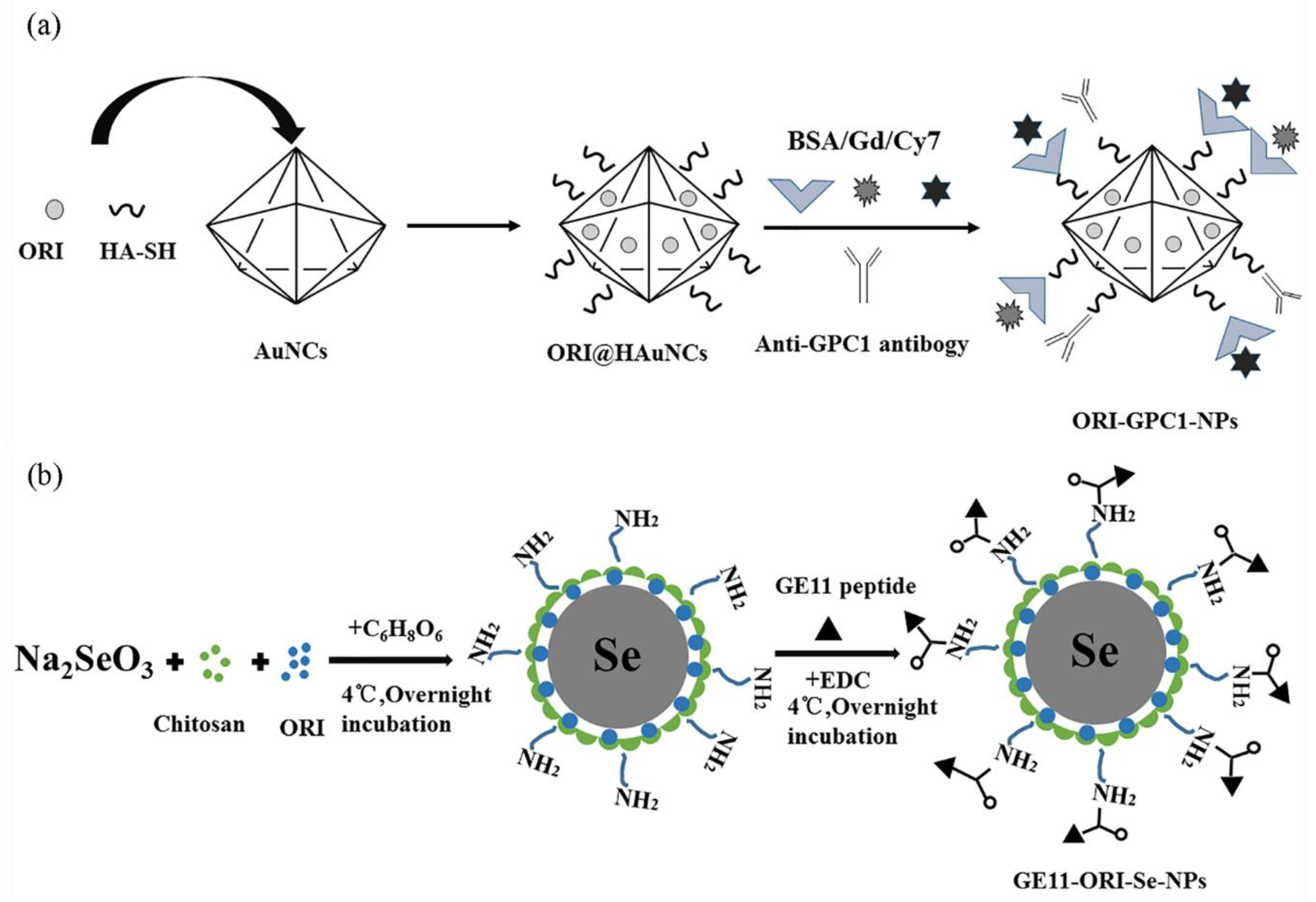 Molecules | Free Full-Text | Solubility and Bioavailability 