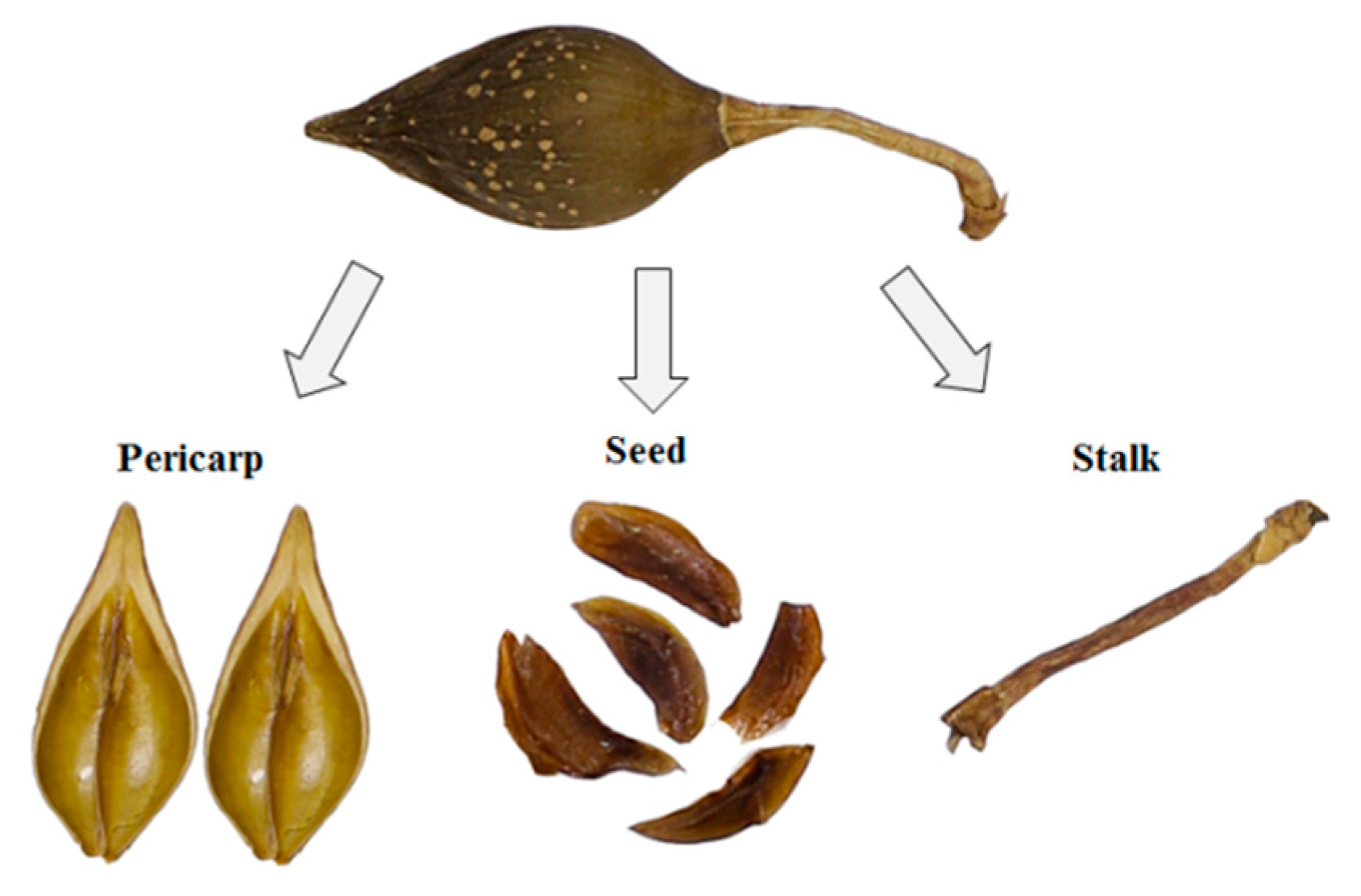 Molecules 25 00340 g004 Molecules 25 00340 g004