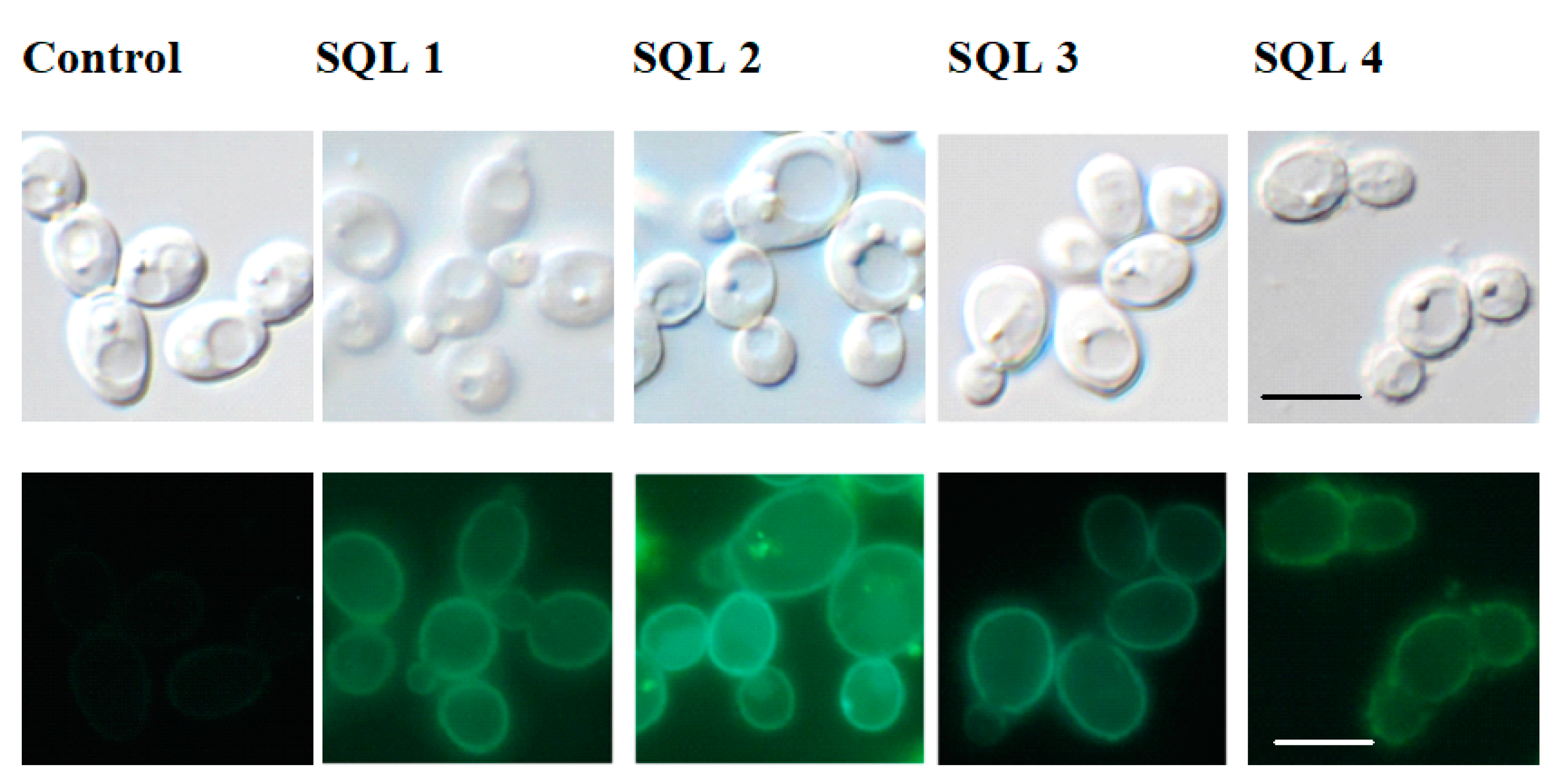 Molecules 25 00345 g005 Molecules 25 00345 g005