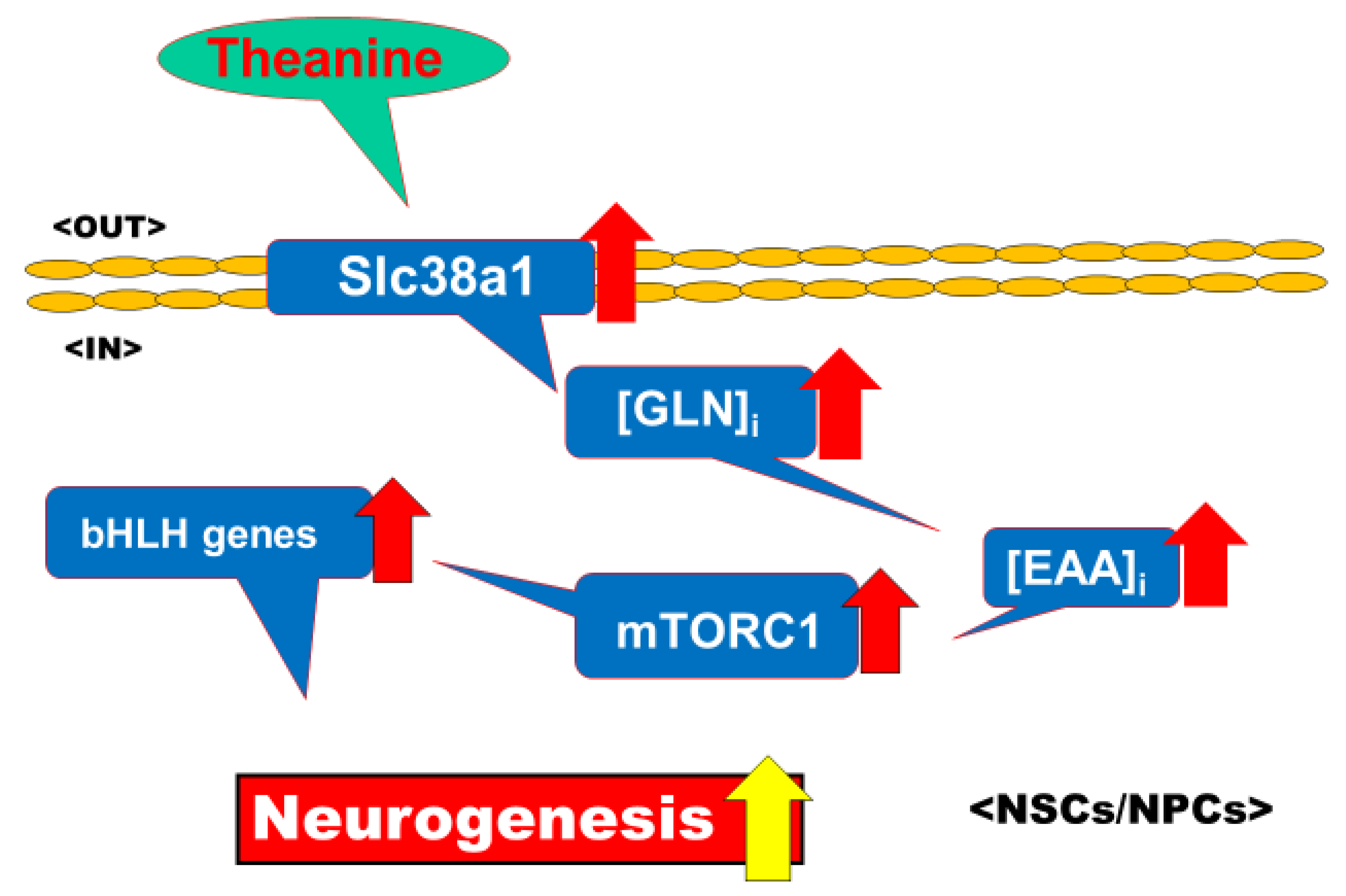 l theanine nmda antagonist