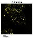 Molecules 25 00386 i002 Molecules 25 00386 i002