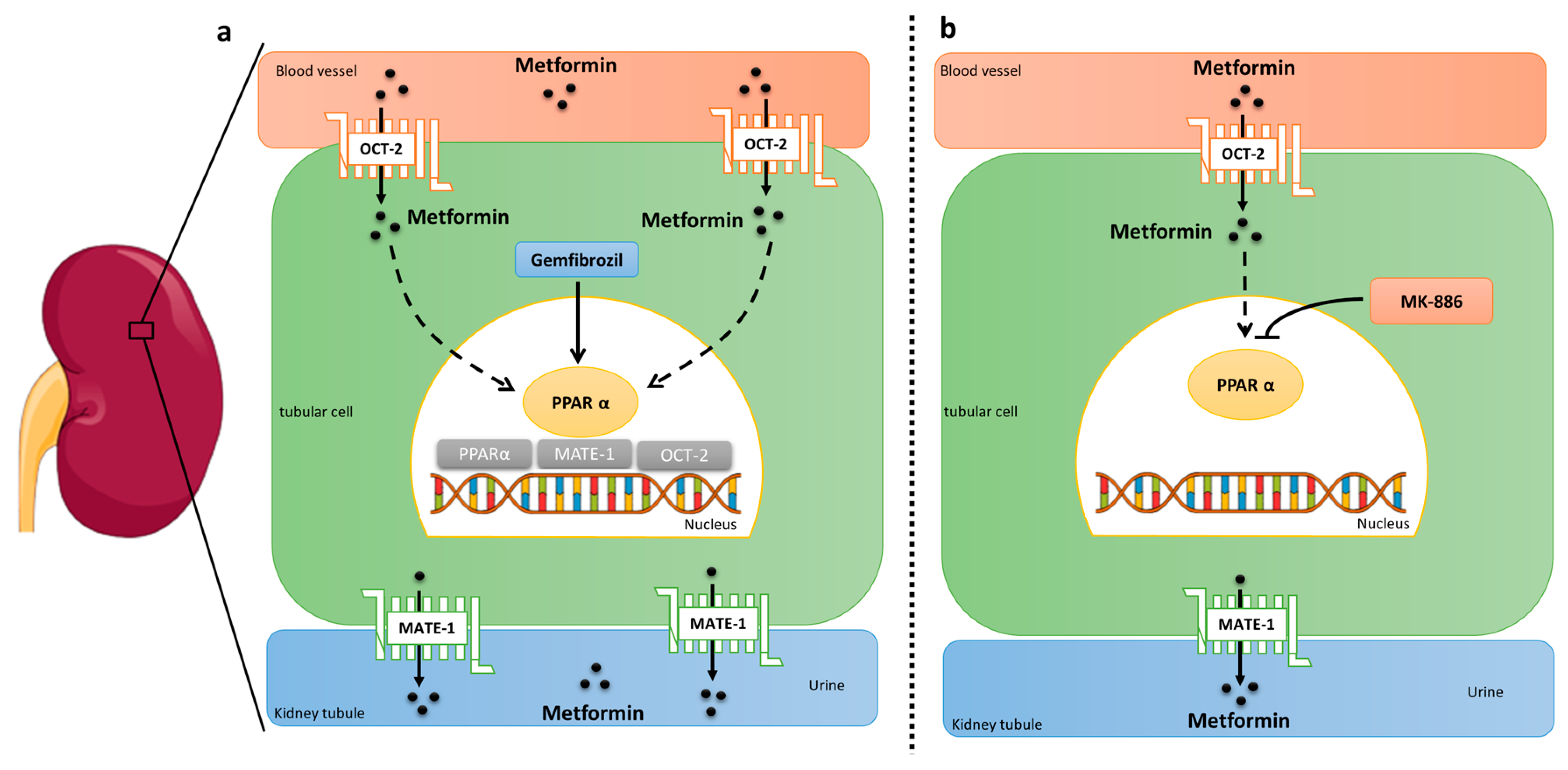 Molecules 25 00392 g004 Molecules 25 00392 g004
