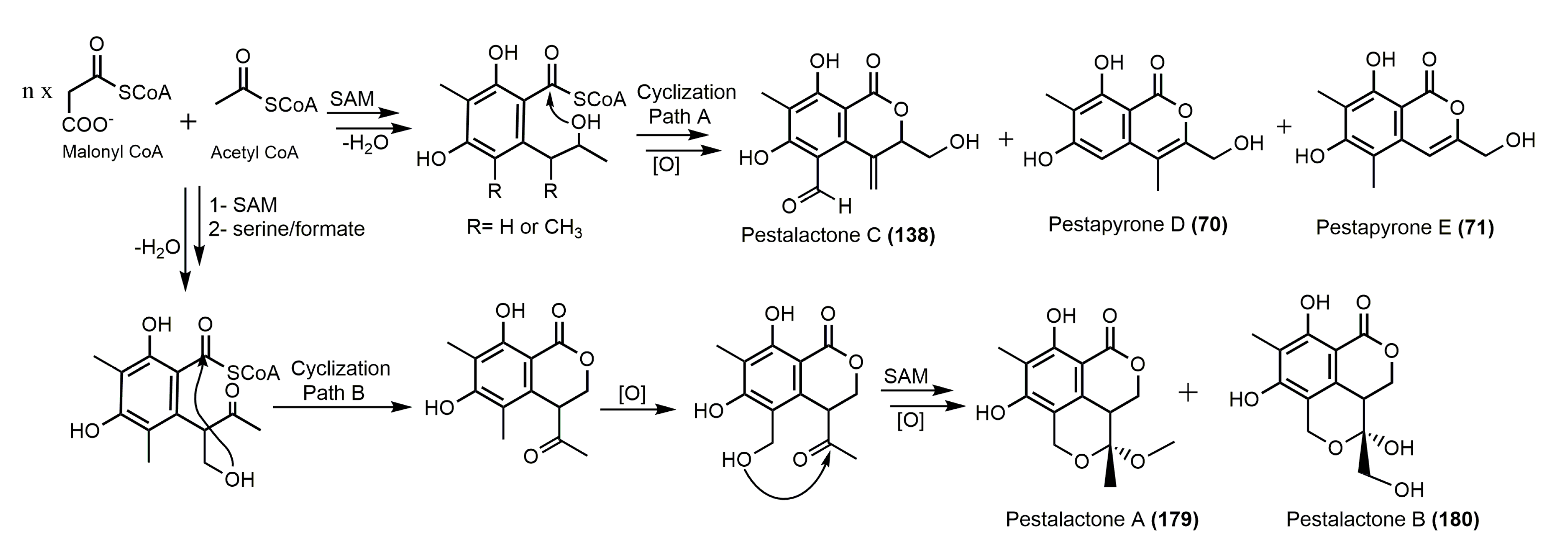 Molecules 25 00395 g034 Molecules 25 00395 g034