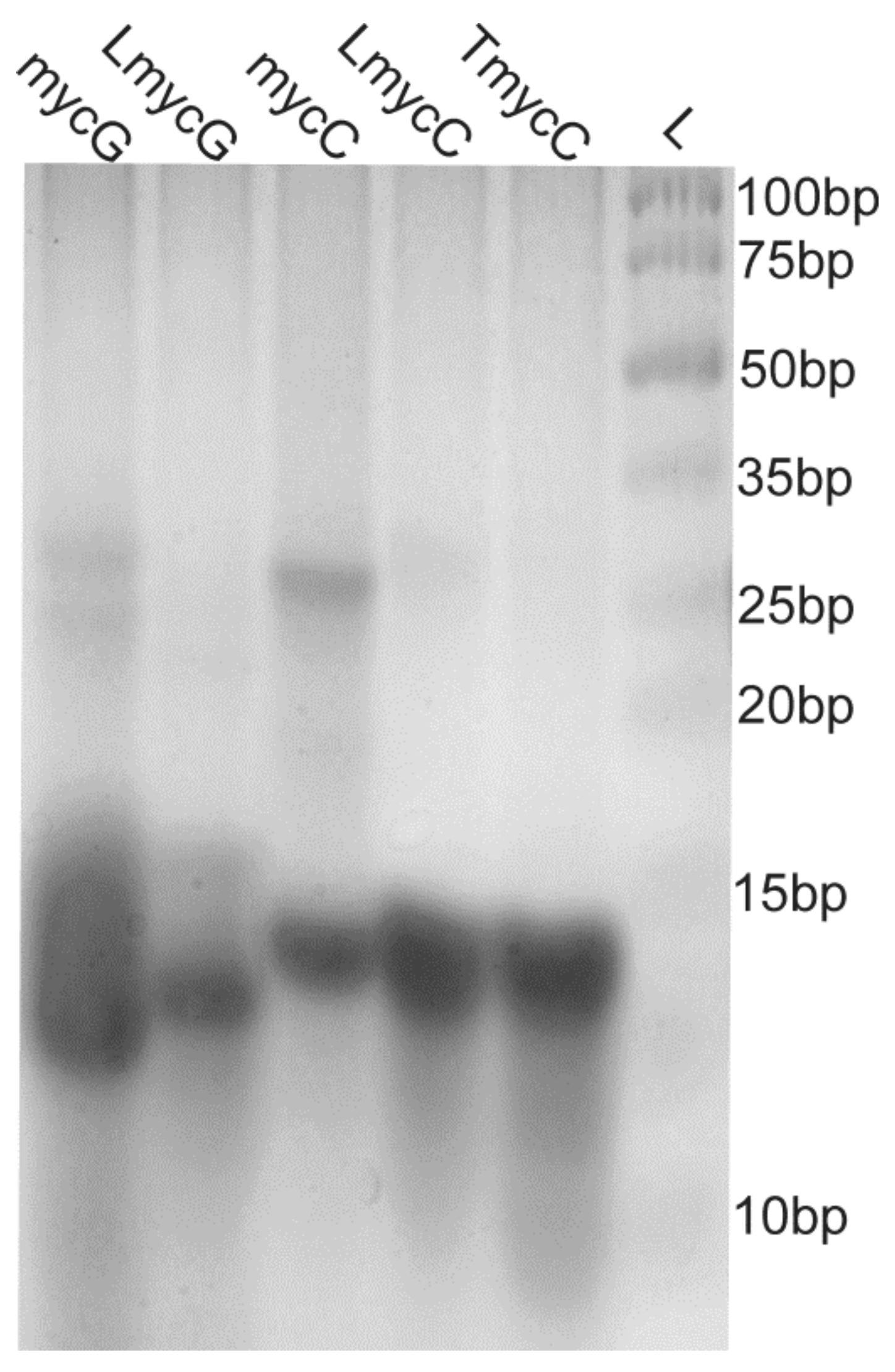 Molecules 25 00434 g004 Molecules 25 00434 g004