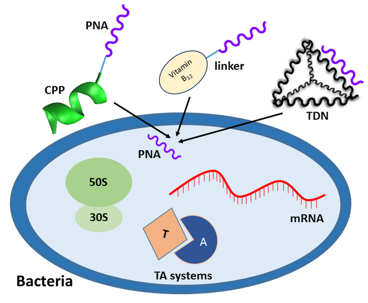 Molecules Free FullText Antibacterial Peptide Nucleic Acids—Facts