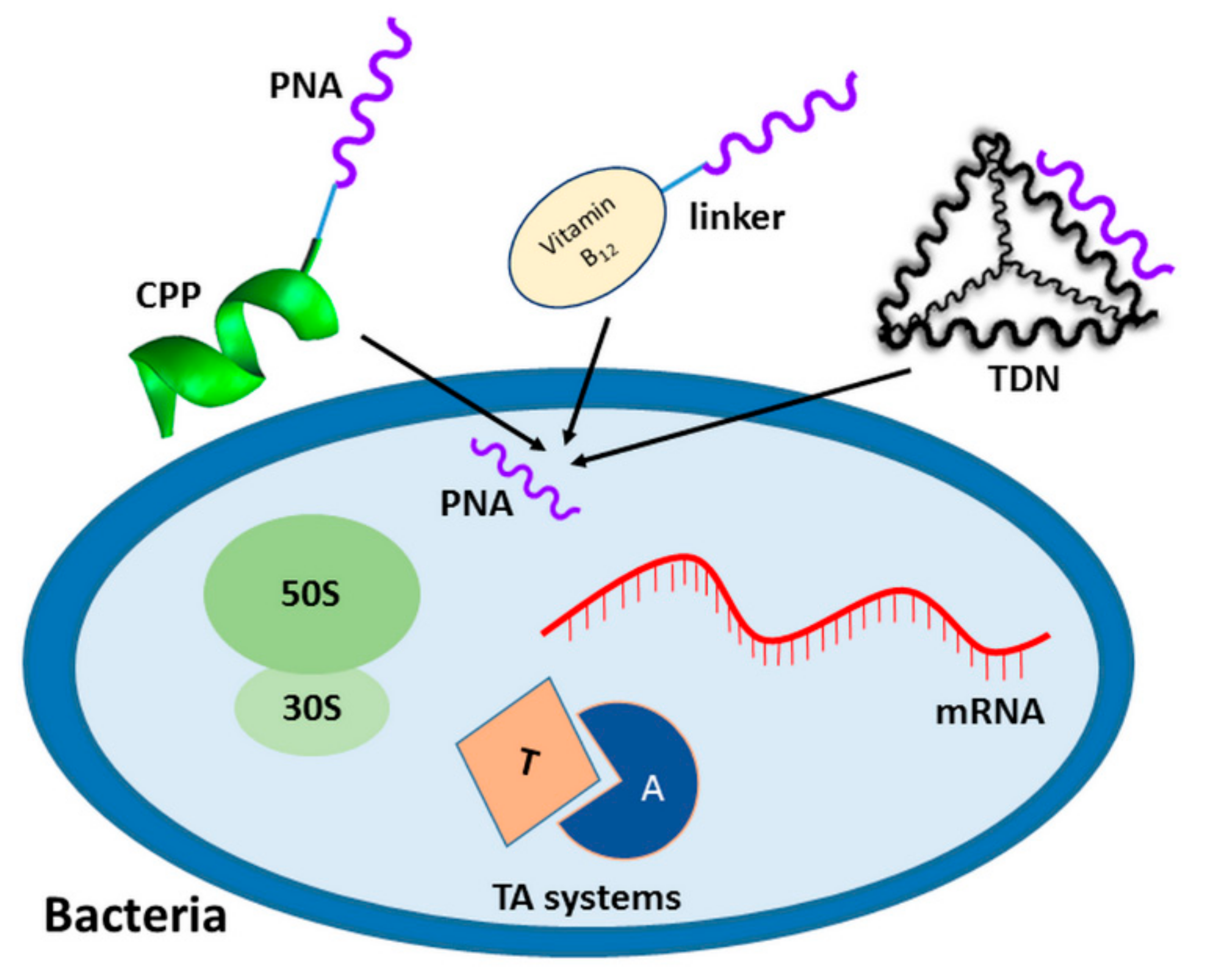 in dna, a purine must always pair with a pyrimidine and vice versa in order to ensure that in dna, a purine must always pair with a pyrimidine and vice versa in order to ensure that