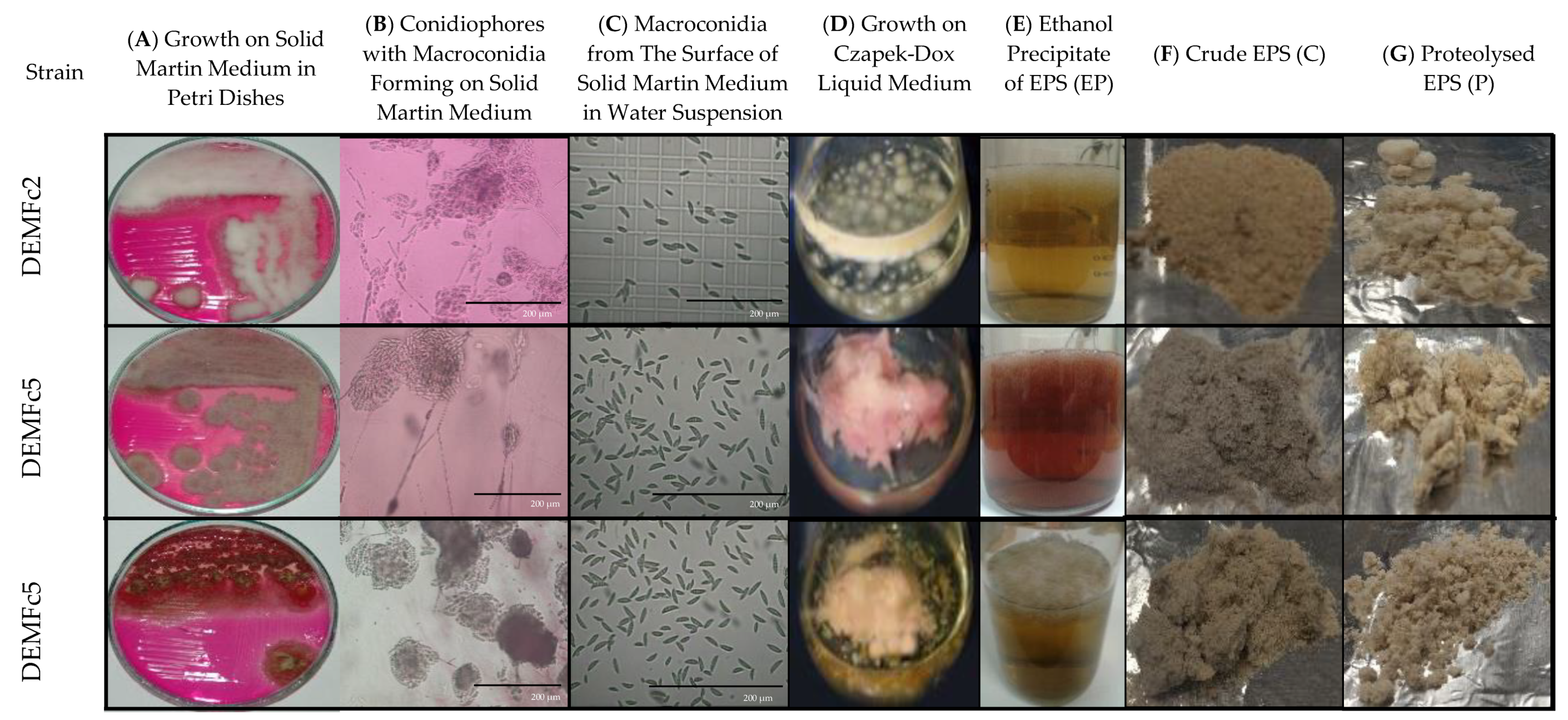 Molecules 25 00616 g002 Molecules 25 00616 g002