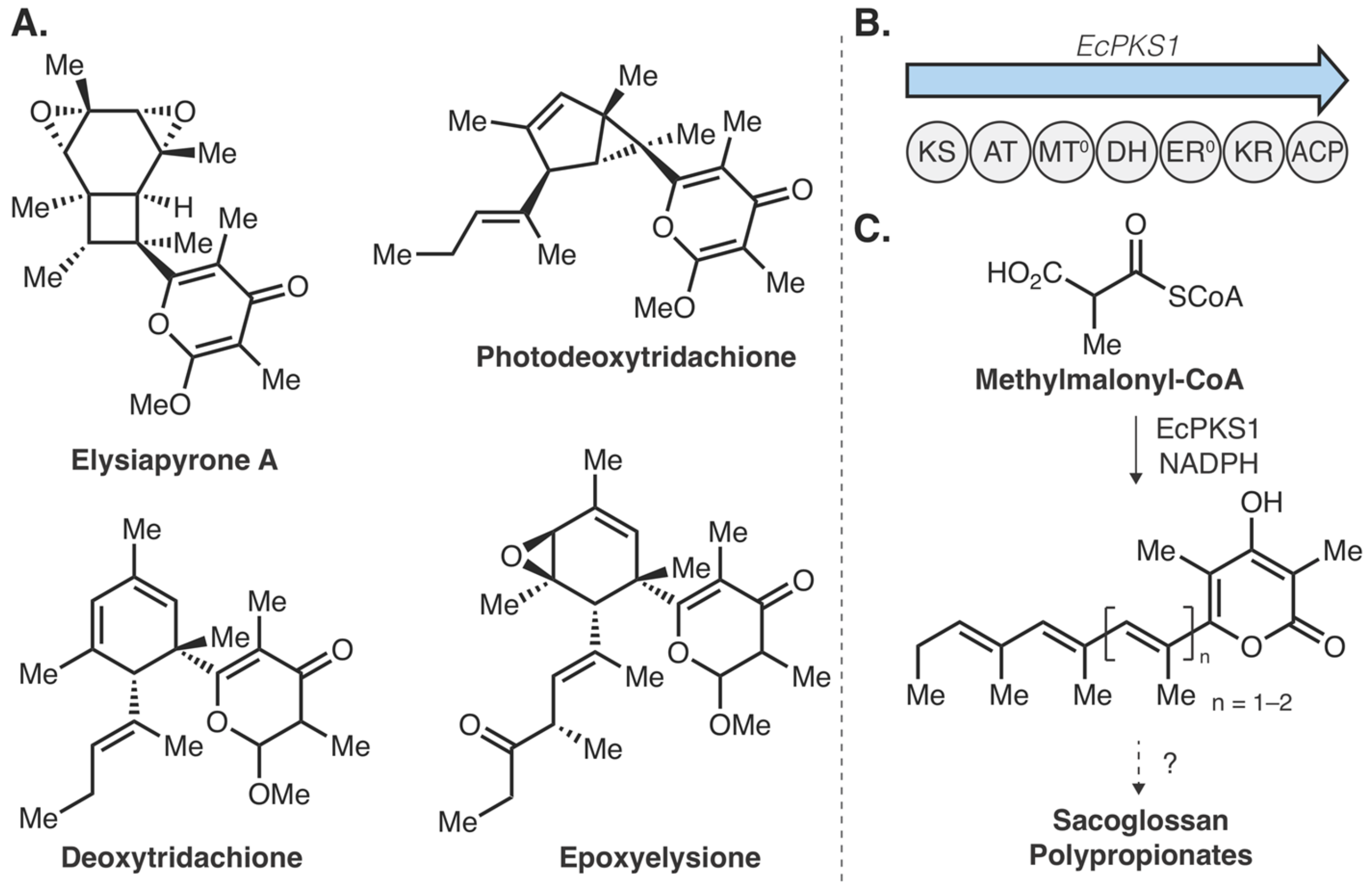 Molecules 25 00625 g005