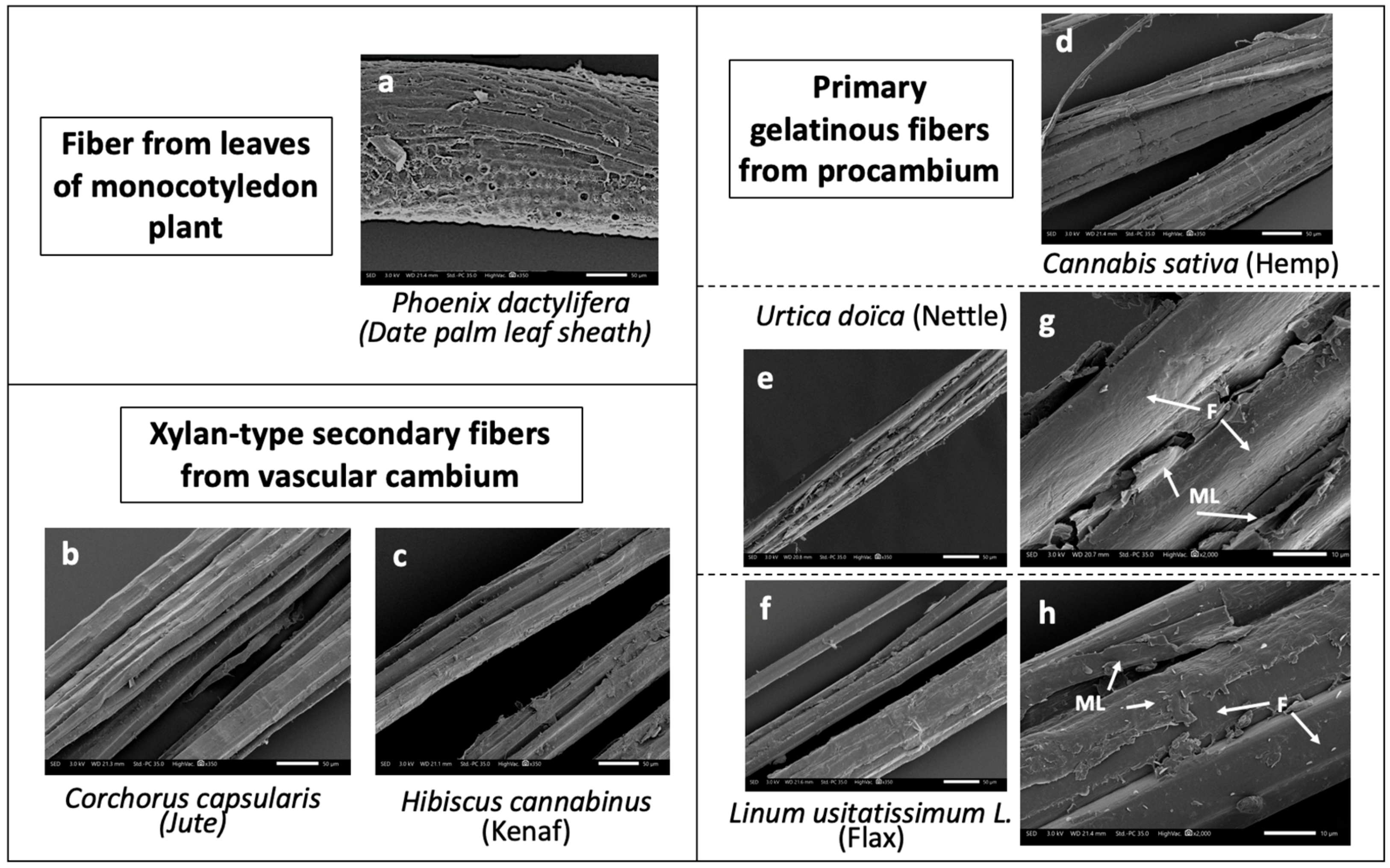 Molecules 25 00632 g007 Molecules 25 00632 g007