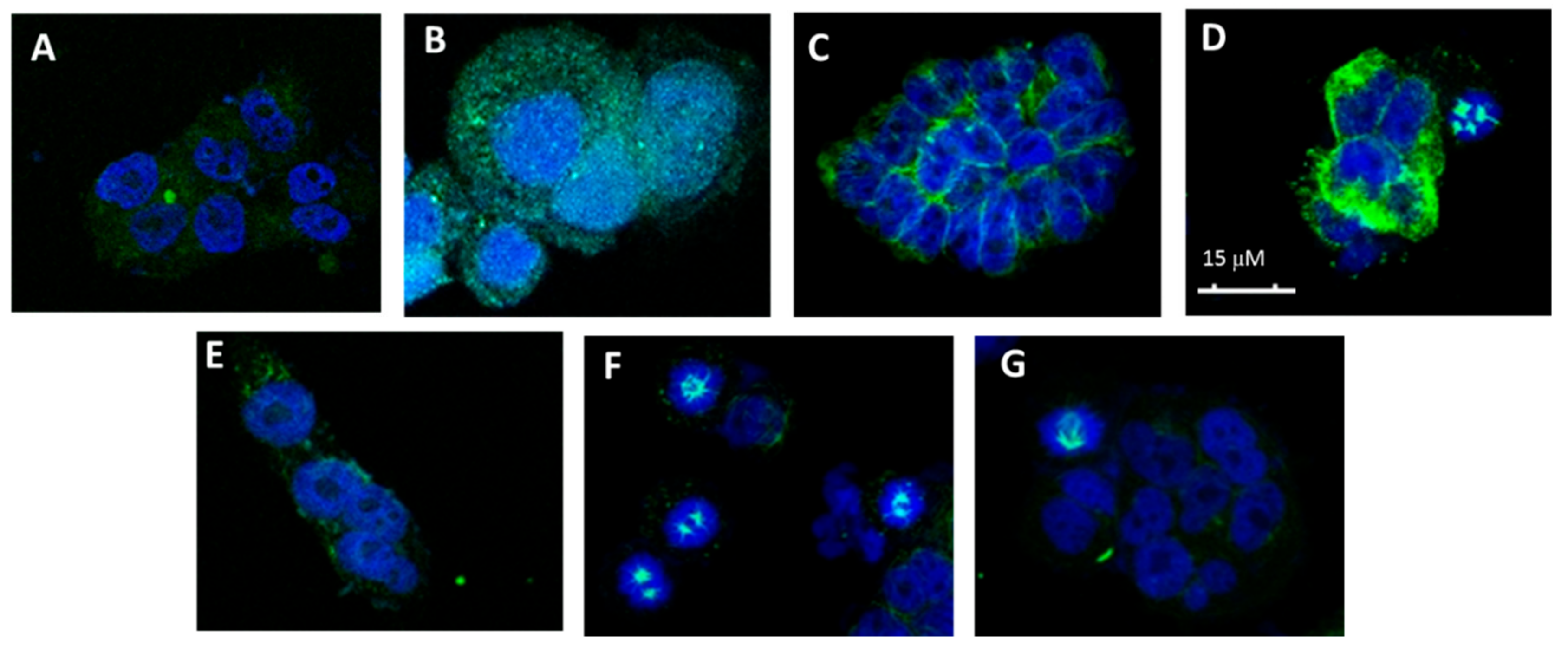 Molecules 25 00660 g004