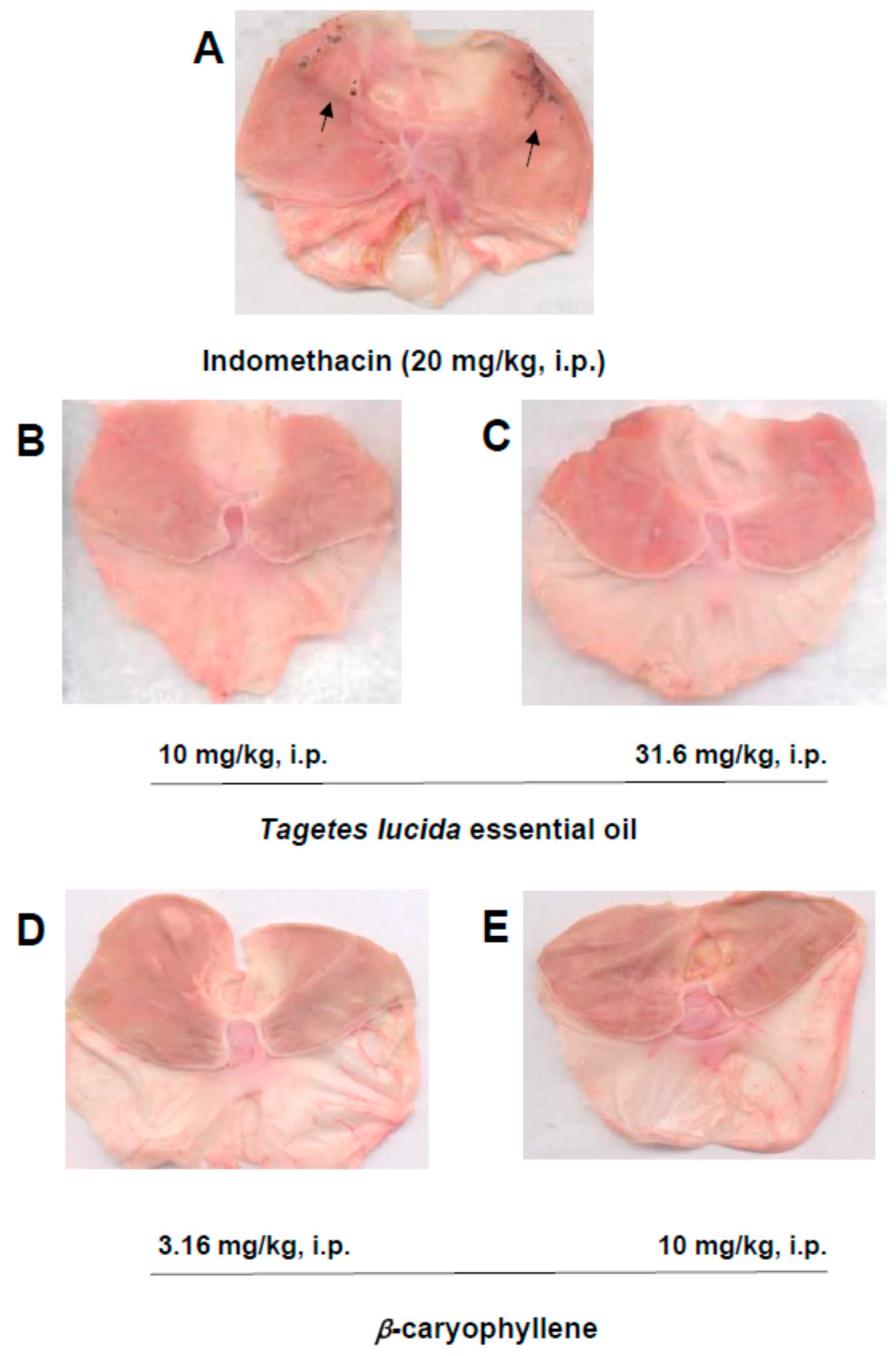Molecules 25 00675 g006 Molecules 25 00675 g006
