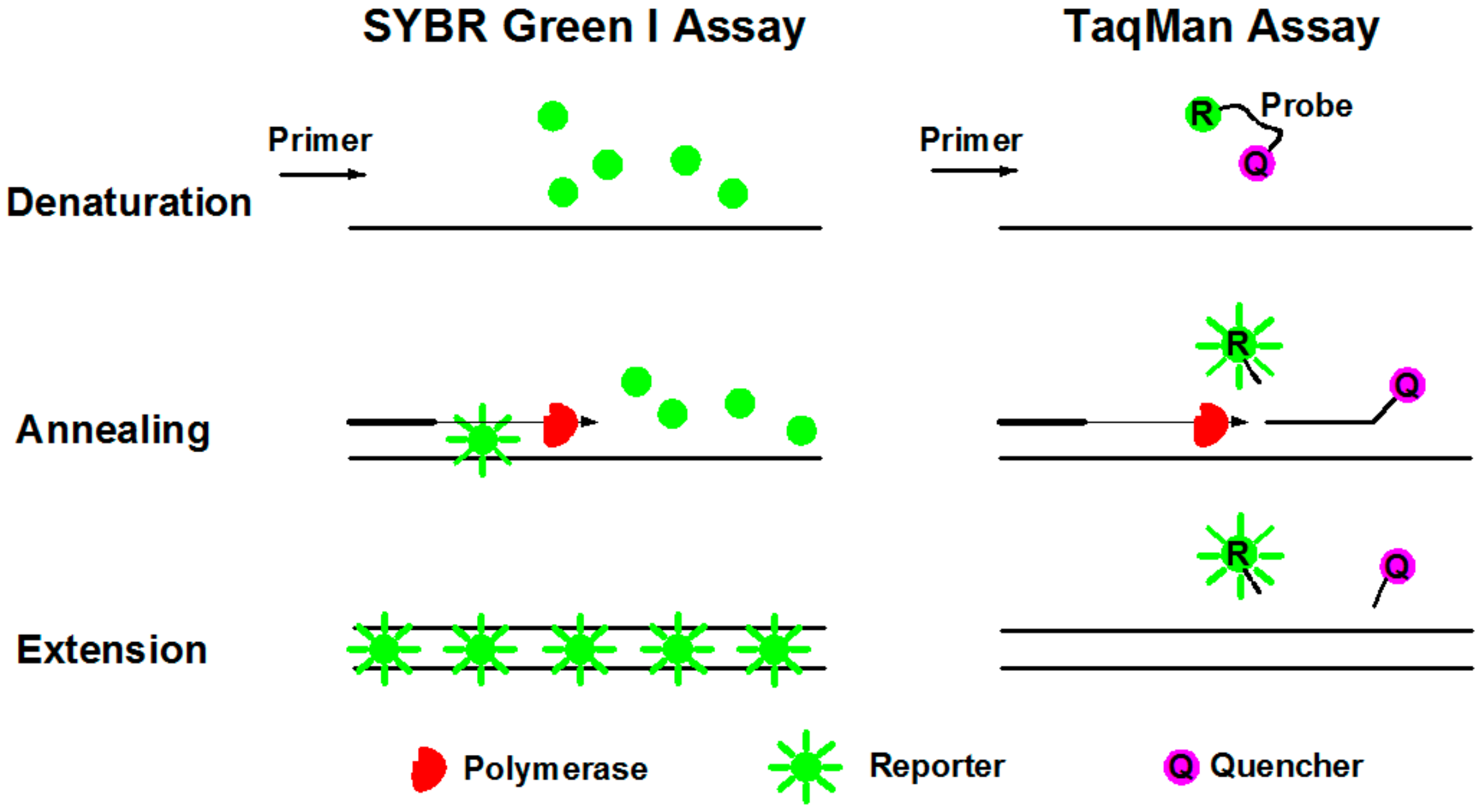 Molecules | Free Full-Text | Digital PCR as an Emerging Tool for Monitoring of Microbial Biodegradation Molecules | Free Full-Text | Digital PCR as an Emerging Tool for Monitoring of Microbial Biodegradation