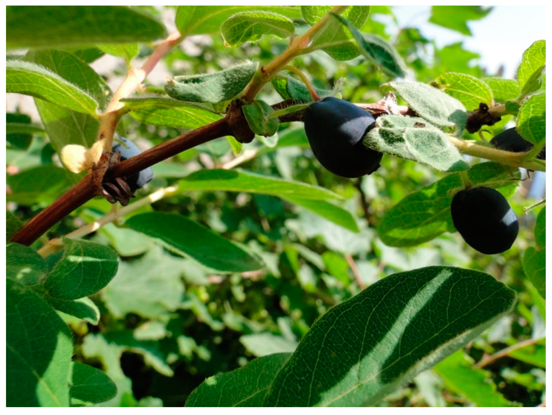 Molecules 25 00749 g001 Molecules 25 00749 g001