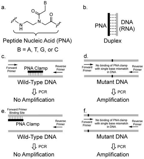 Molecules Free Full Text Pna Clamping In Nucleic Acid