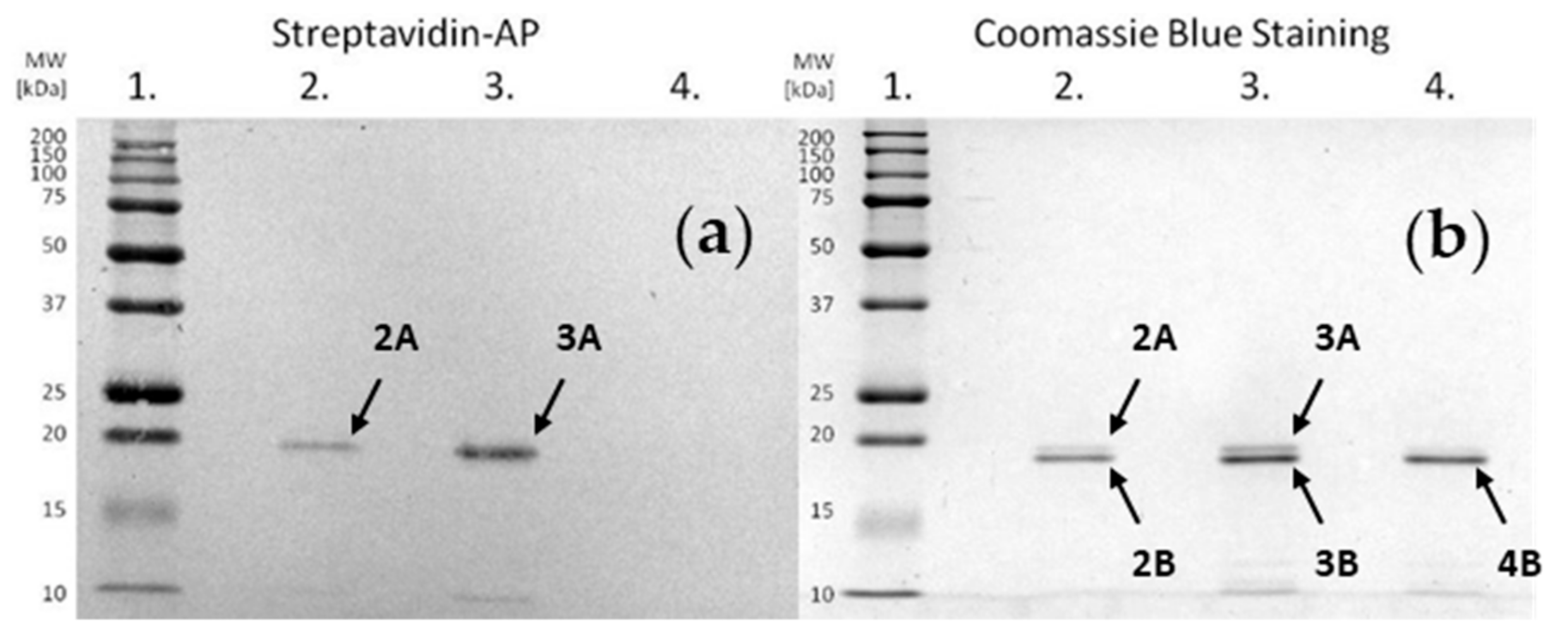 Molecules 25 00813 g006