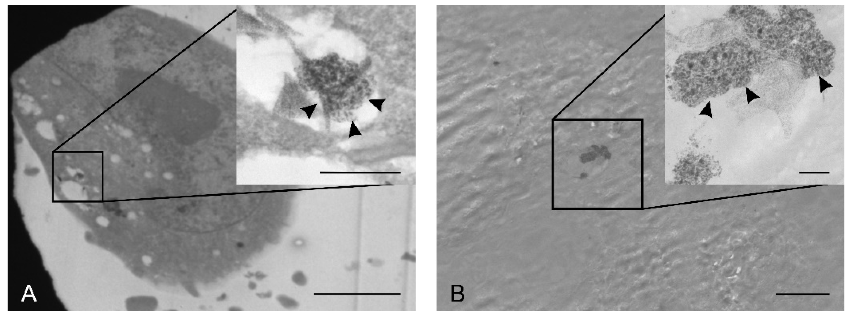 Molecules 25 00819 g010 Molecules 25 00819 g010