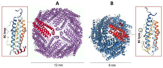 Molecules | Free Full-Text | Ferritin Nanocages for Protein Delivery to  Tumor Cells
