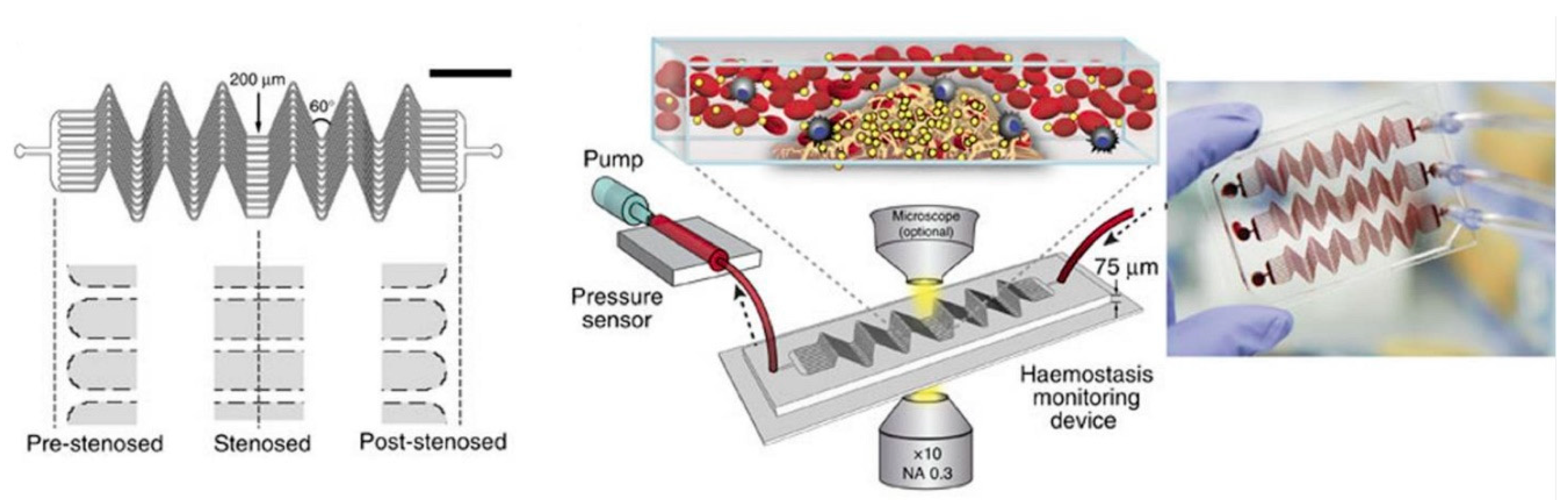 Molecules 25 00833 g004 Molecules 25 00833 g004