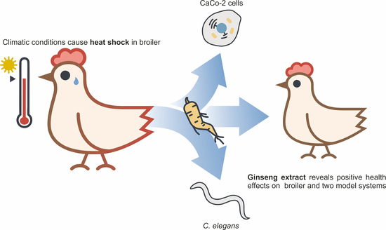 molecules free full text ginseng extract ameliorates the negative physiological effects of heat stress by supporting heat shock response and improving intestinal barrier integrity evidence from studies with heat stressed caco 2 cells c elegans and