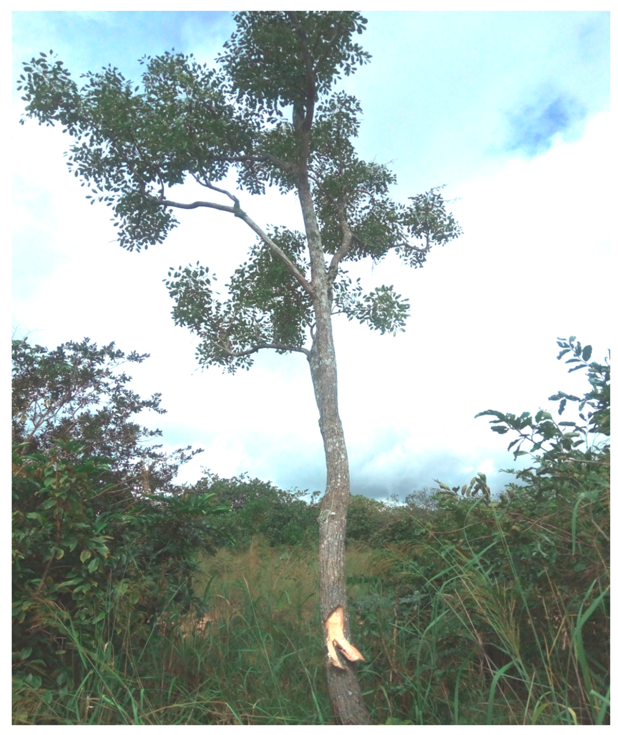 Molecules 25 00849 g001 Molecules 25 00849 g001