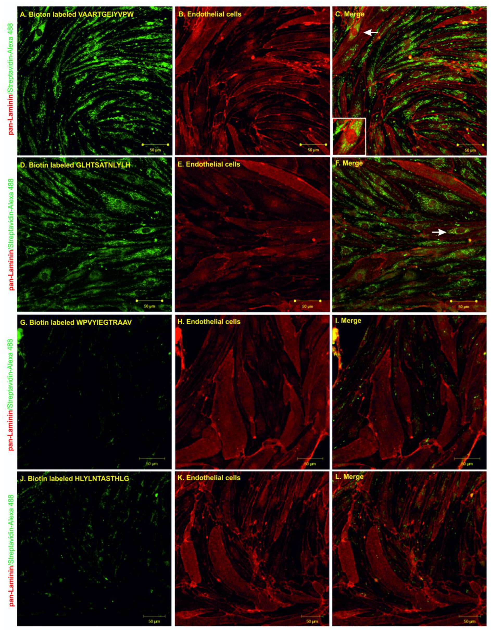 Molecules 25 00874 g005 Molecules 25 00874 g005