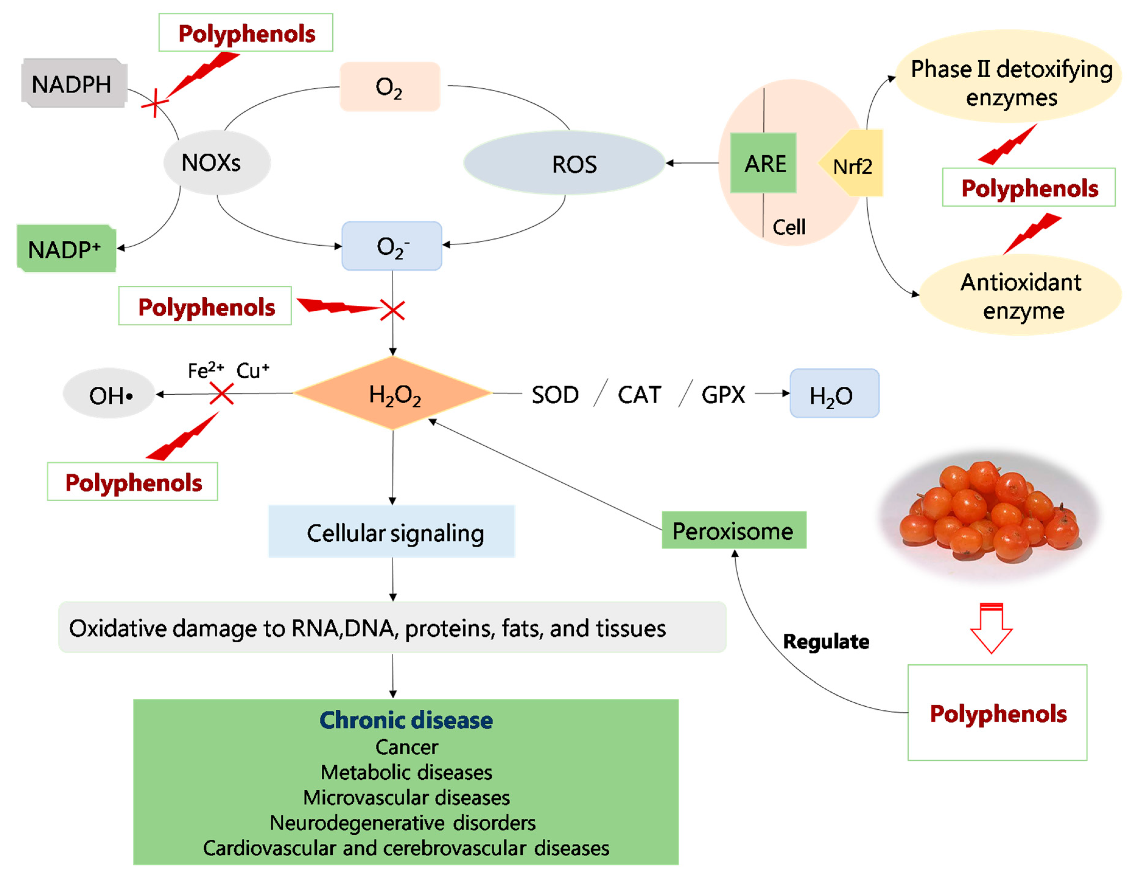 Molecules Free FullText Advanced Research on the Antioxidant