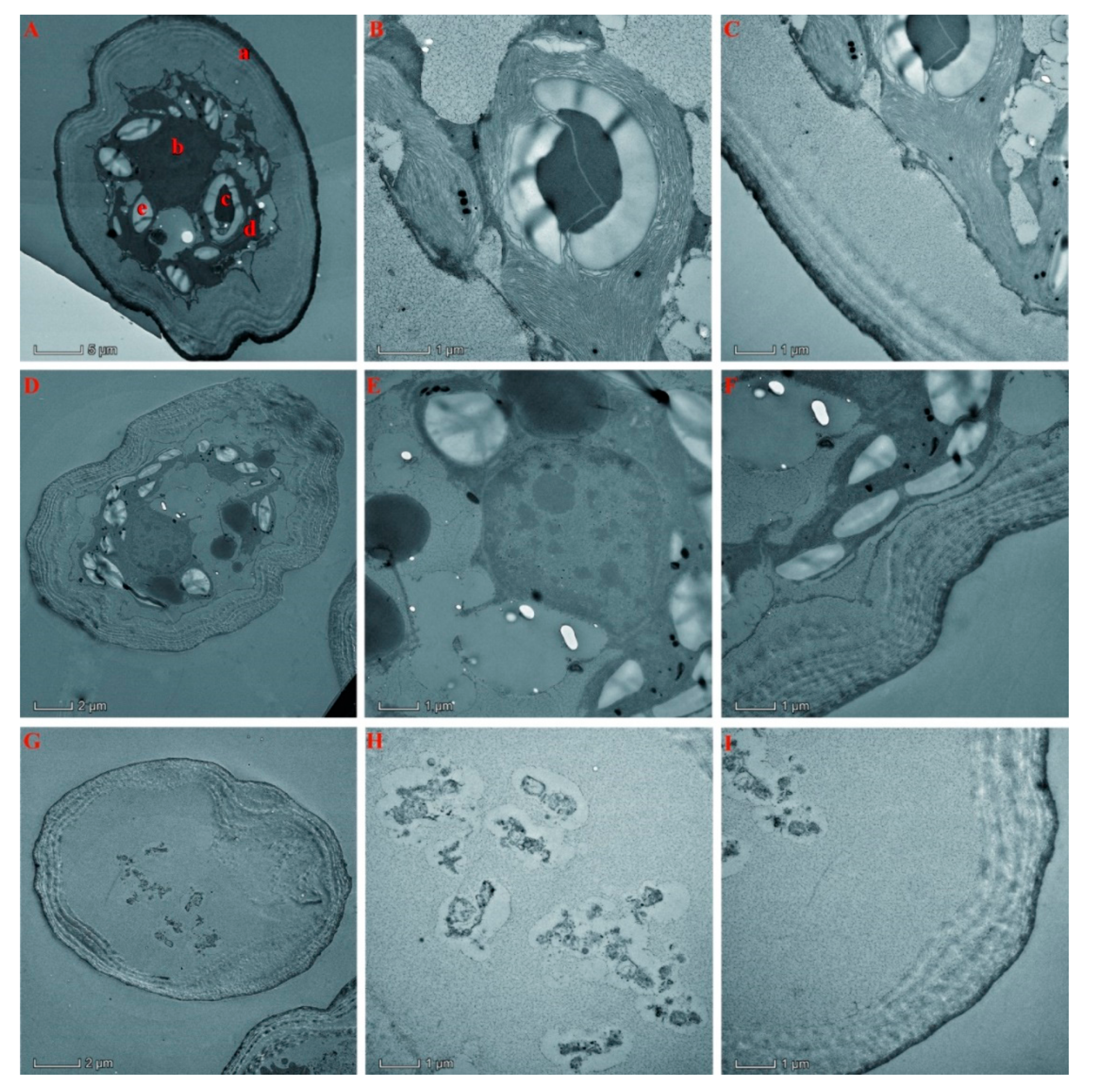 Molecules 25 00967 g004 Molecules 25 00967 g004