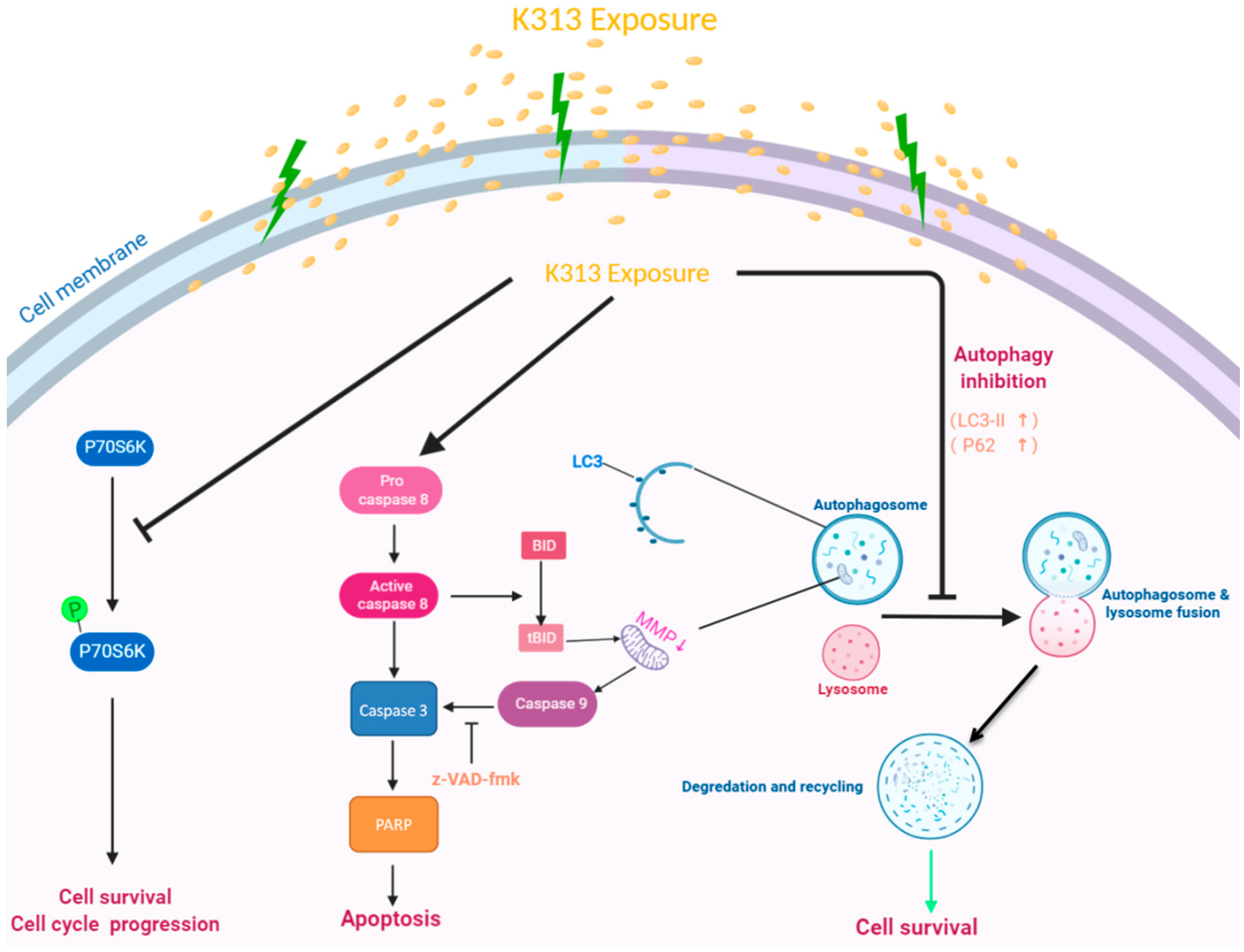 Molecules 25 00971 sch001 Molecules 25 00971 sch001