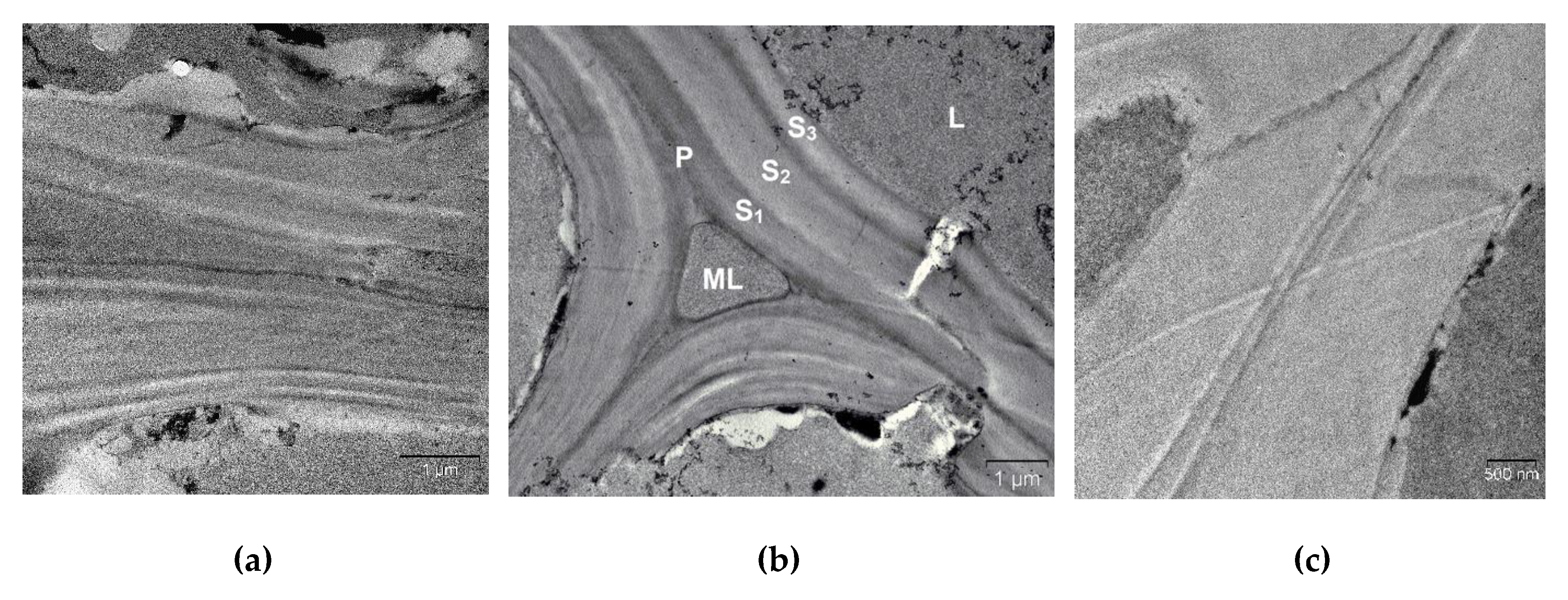 Molecules 25 00995 g004 Molecules 25 00995 g004