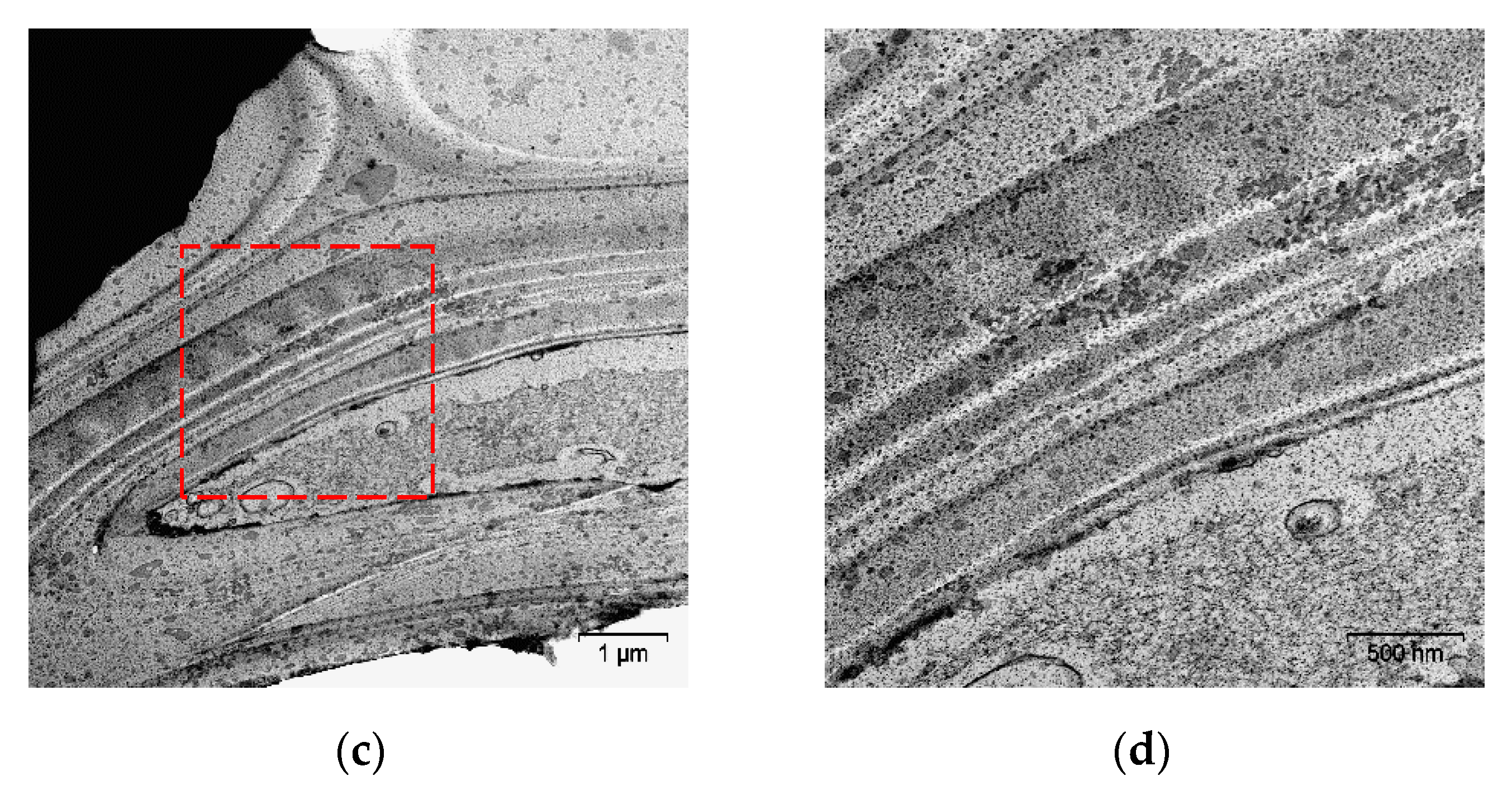 Molecules 25 00995 g008b Molecules 25 00995 g008b