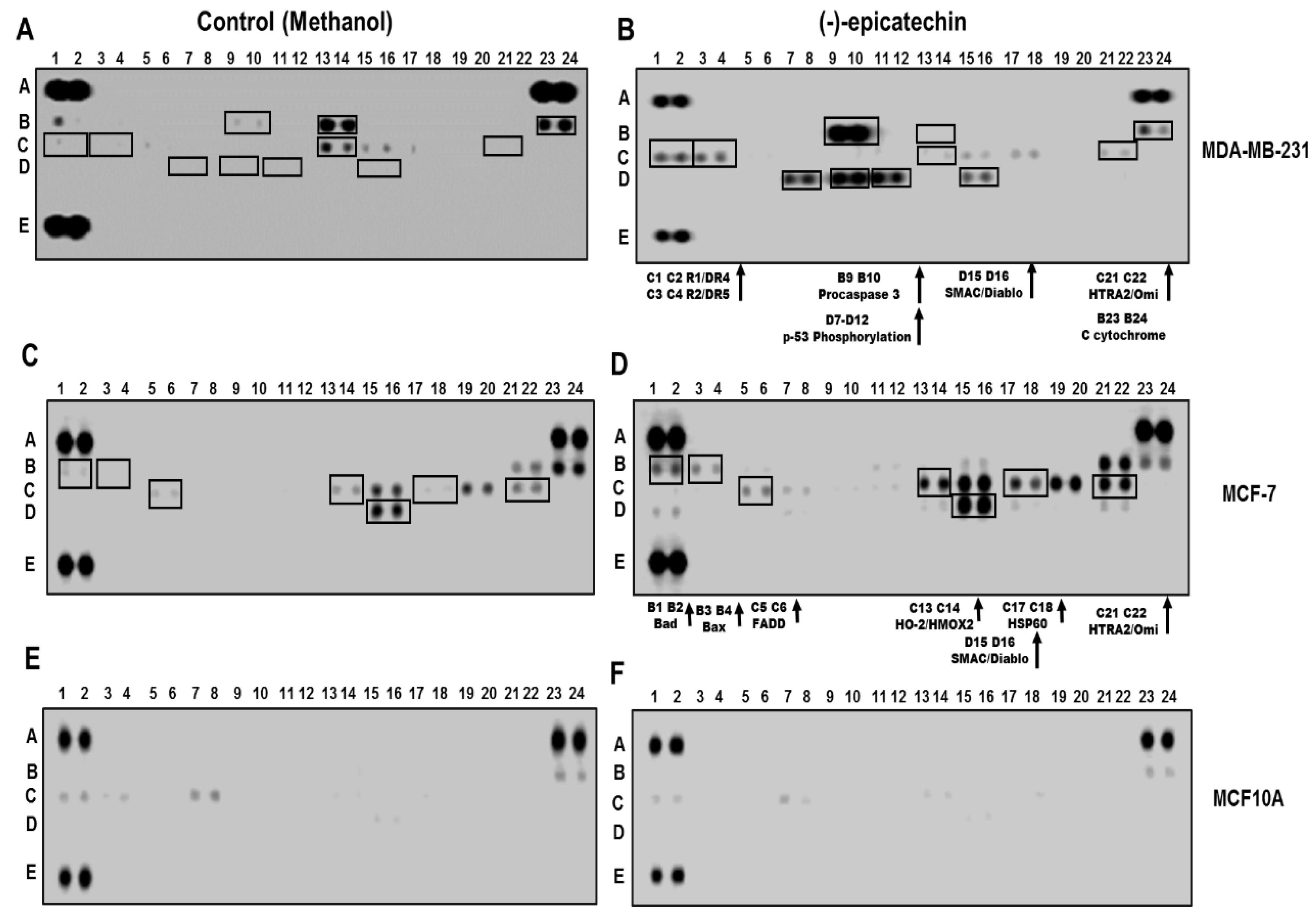 Molecules 25 01020 g004 Molecules 25 01020 g004
