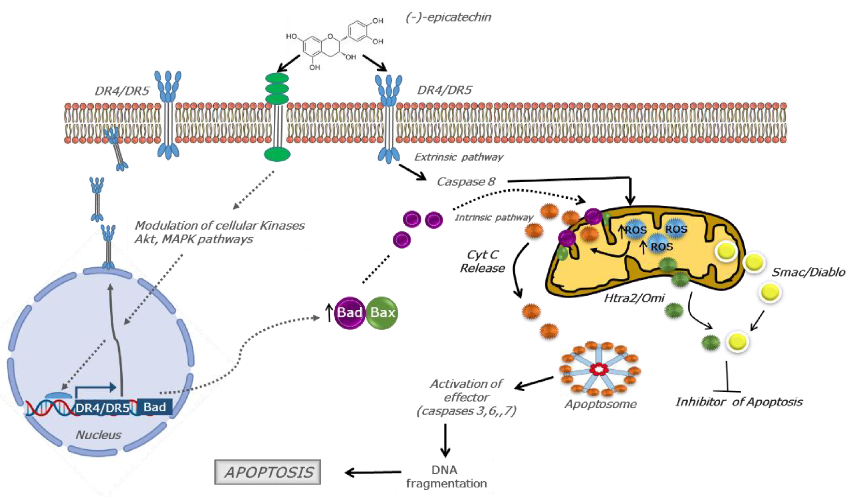 Molecules 25 01020 g006 Molecules 25 01020 g006