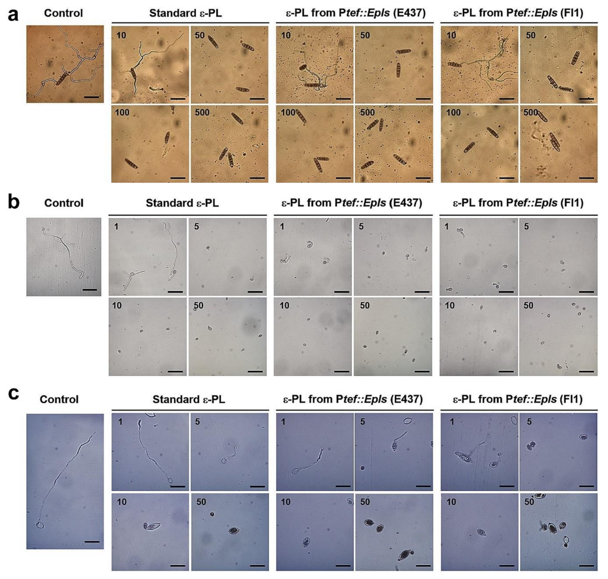 Molecules 25 01032 g004