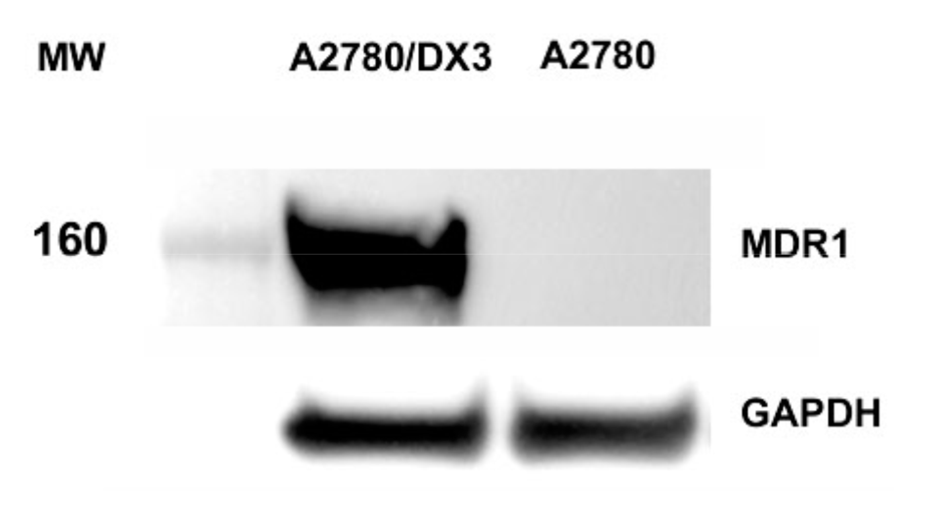 Molecules 25 01056 g004 Molecules 25 01056 g004