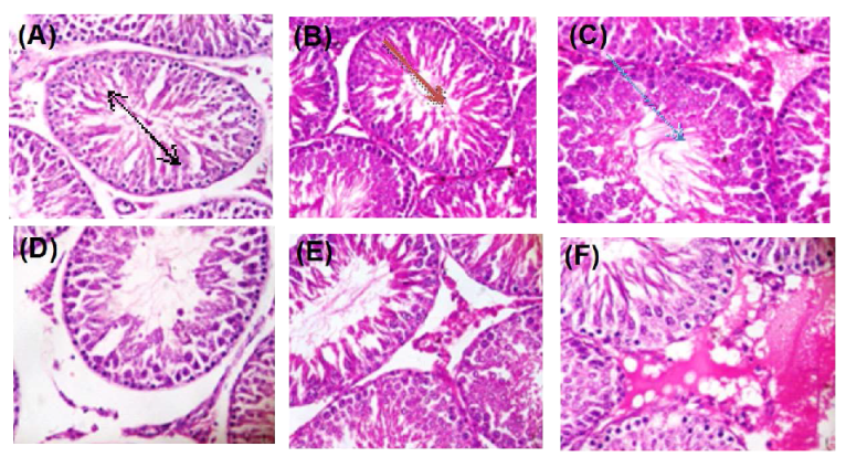 Molecules 25 01063 g008