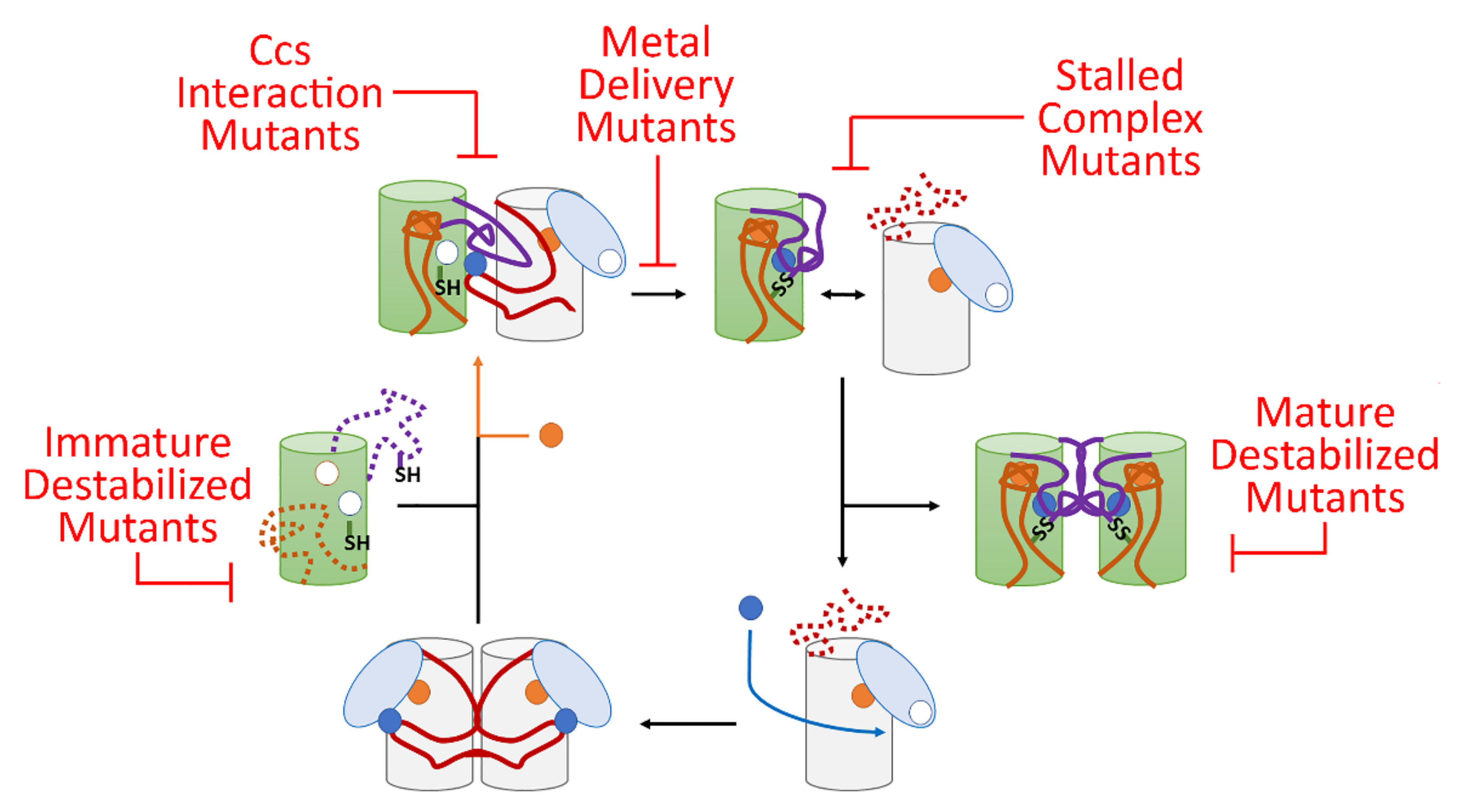 Molecules 25 01086 g005 Molecules 25 01086 g005