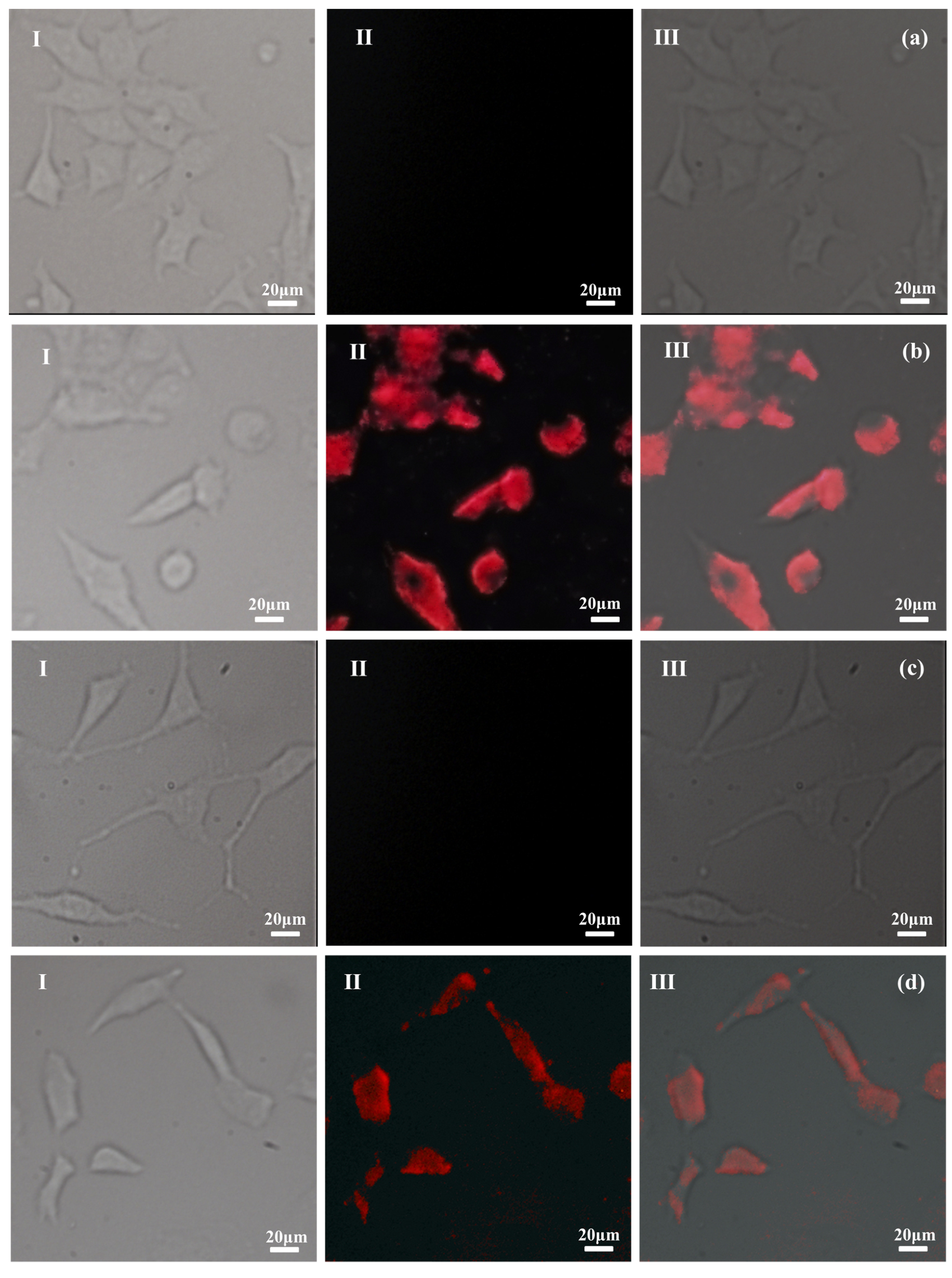 Molecules 25 01098 g004