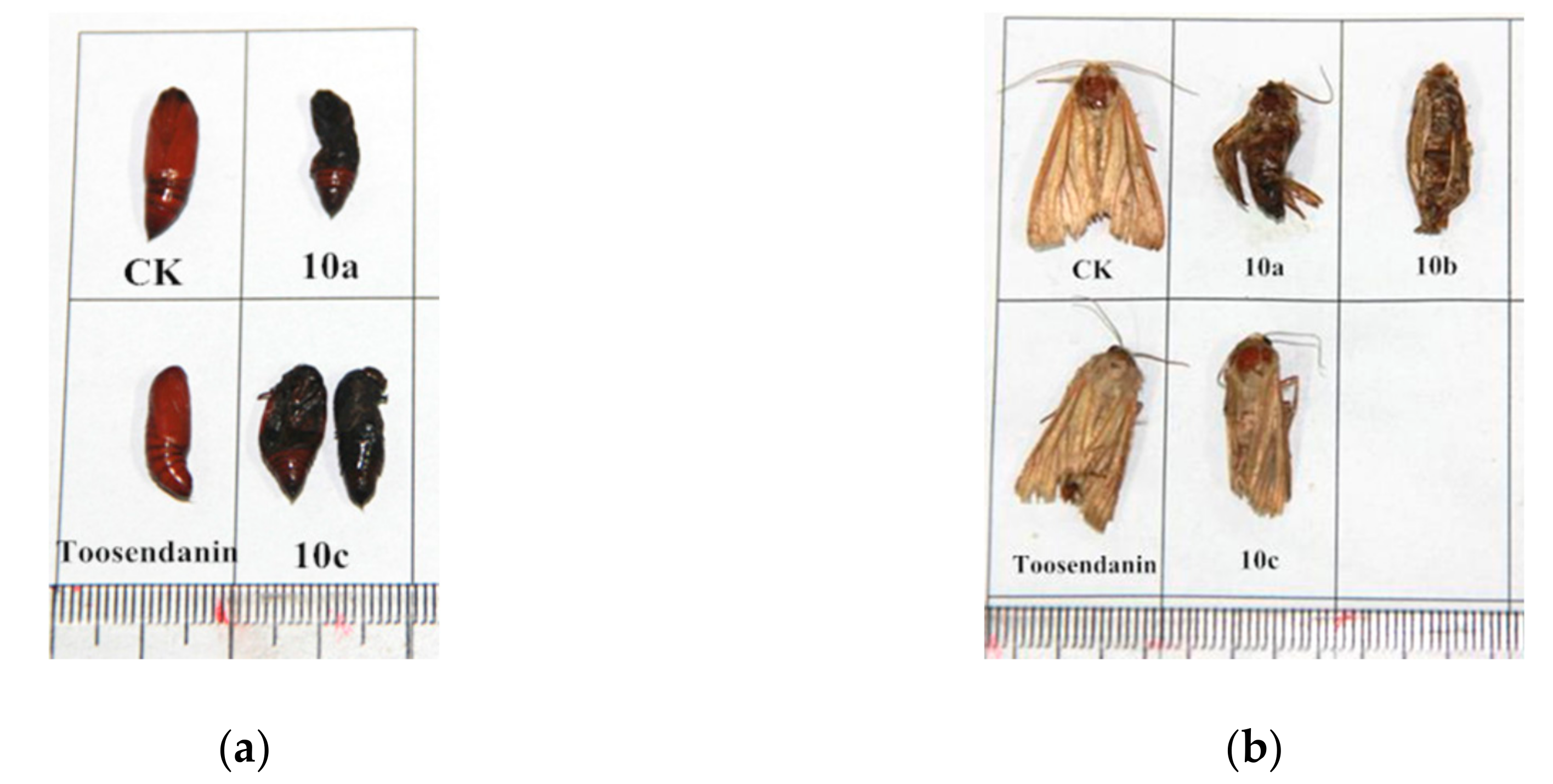 Molecules 25 01109 g003