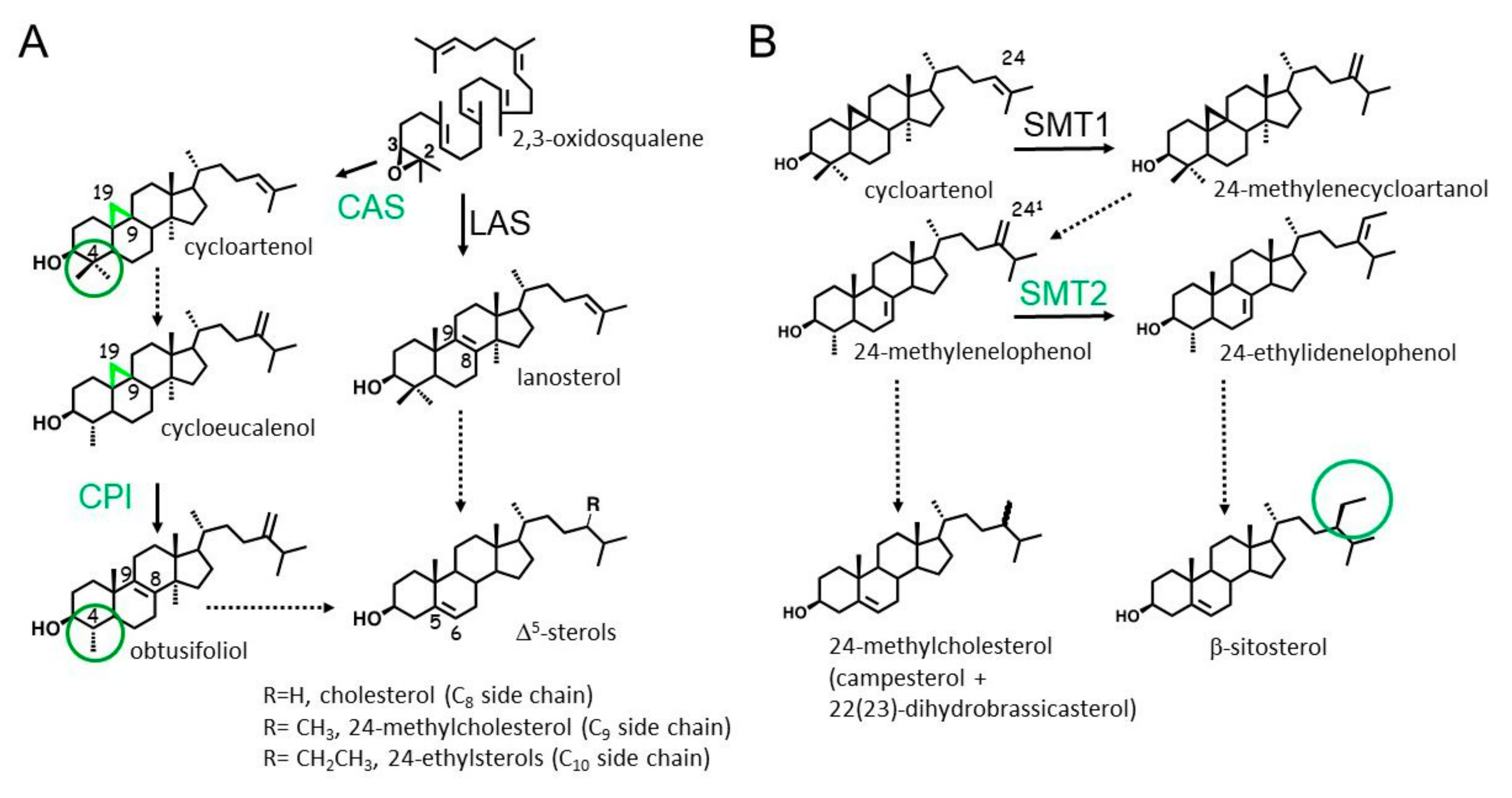 Molecules 25 01111 g001 Molecules 25 01111 g001