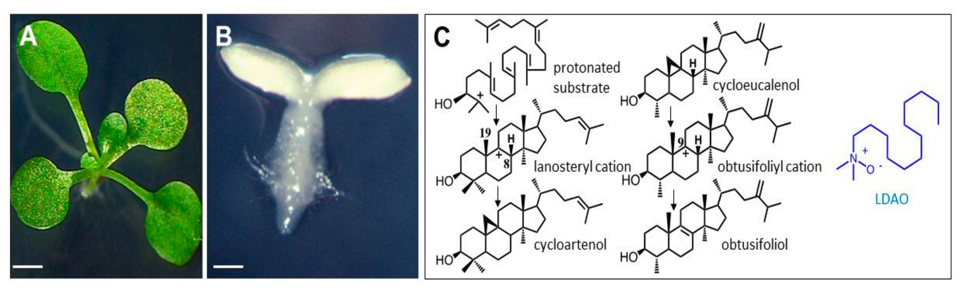 Molecules 25 01111 g002 Molecules 25 01111 g002