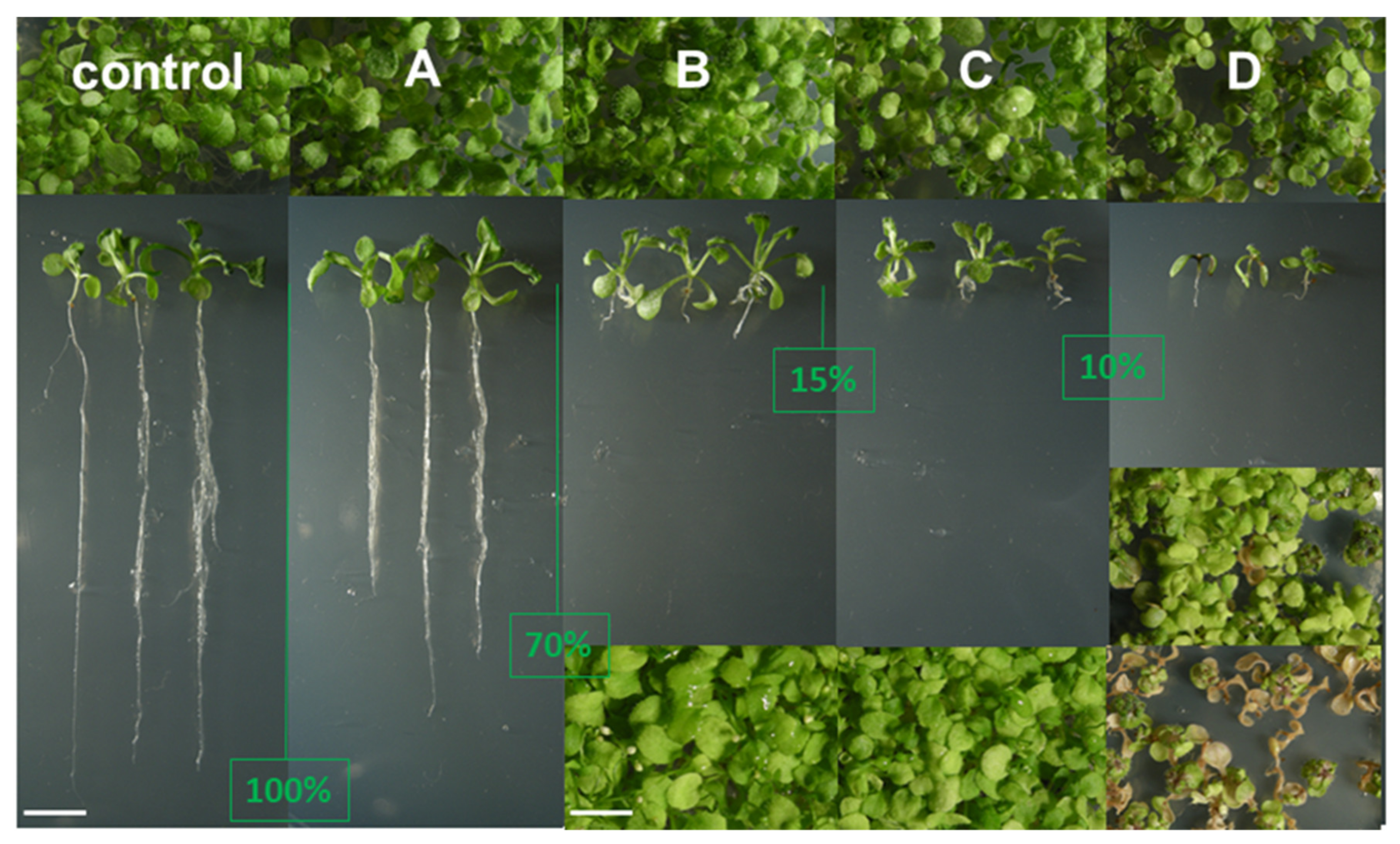 Molecules 25 01111 g004 Molecules 25 01111 g004