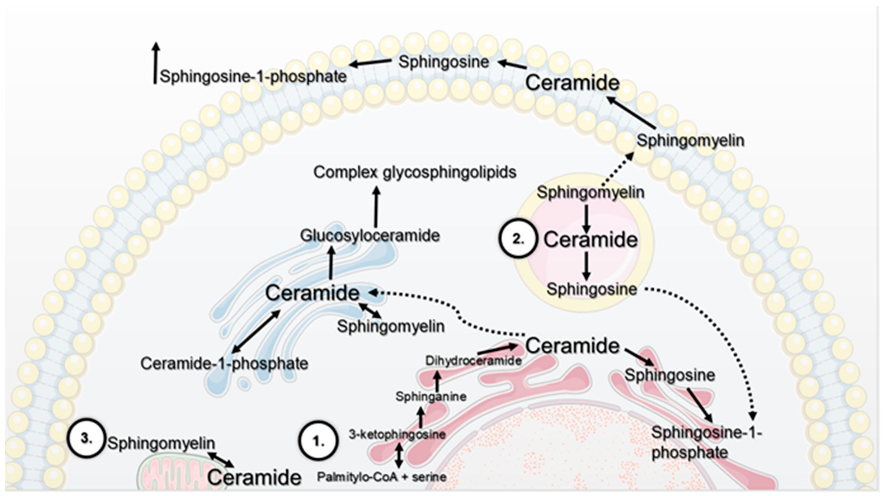 Molecules 25 01130 g001