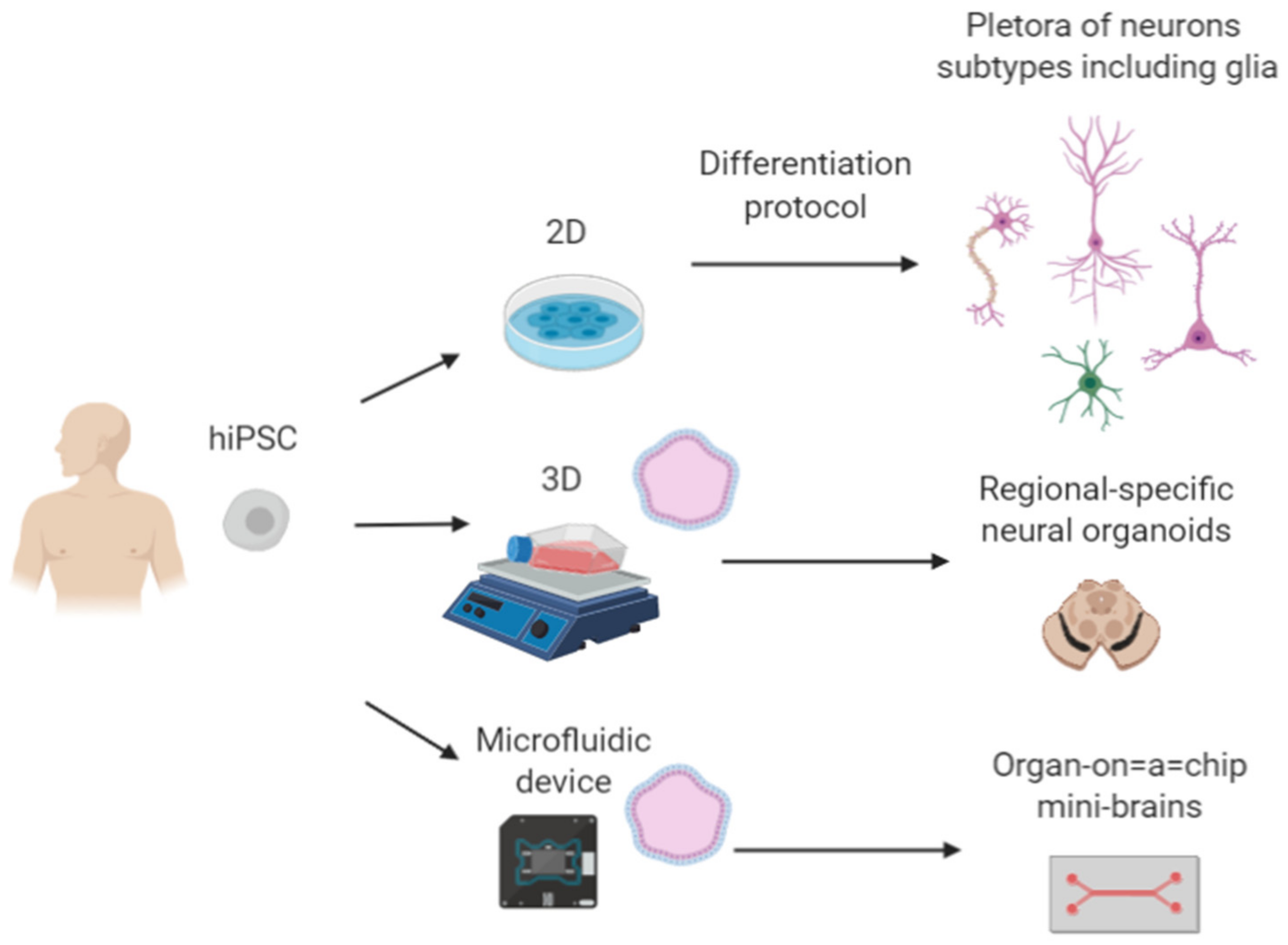 Molecules Free Full Text Unprecedented Potential For Neural Drug Discovery Based On Self Organizing Hipsc Platforms Html