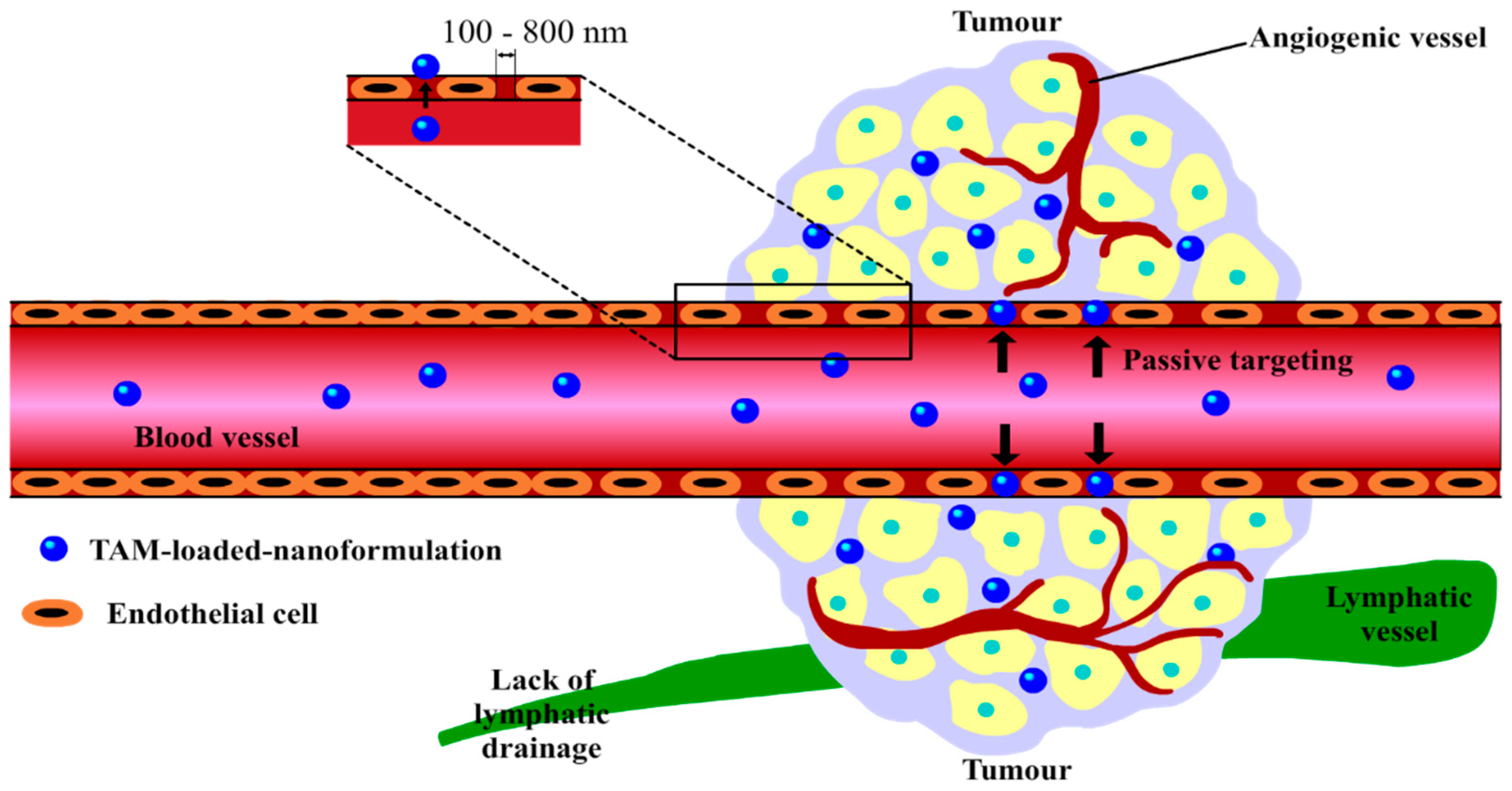 Molecules Free Full Text Novel Tamoxifen Nanoformulations For