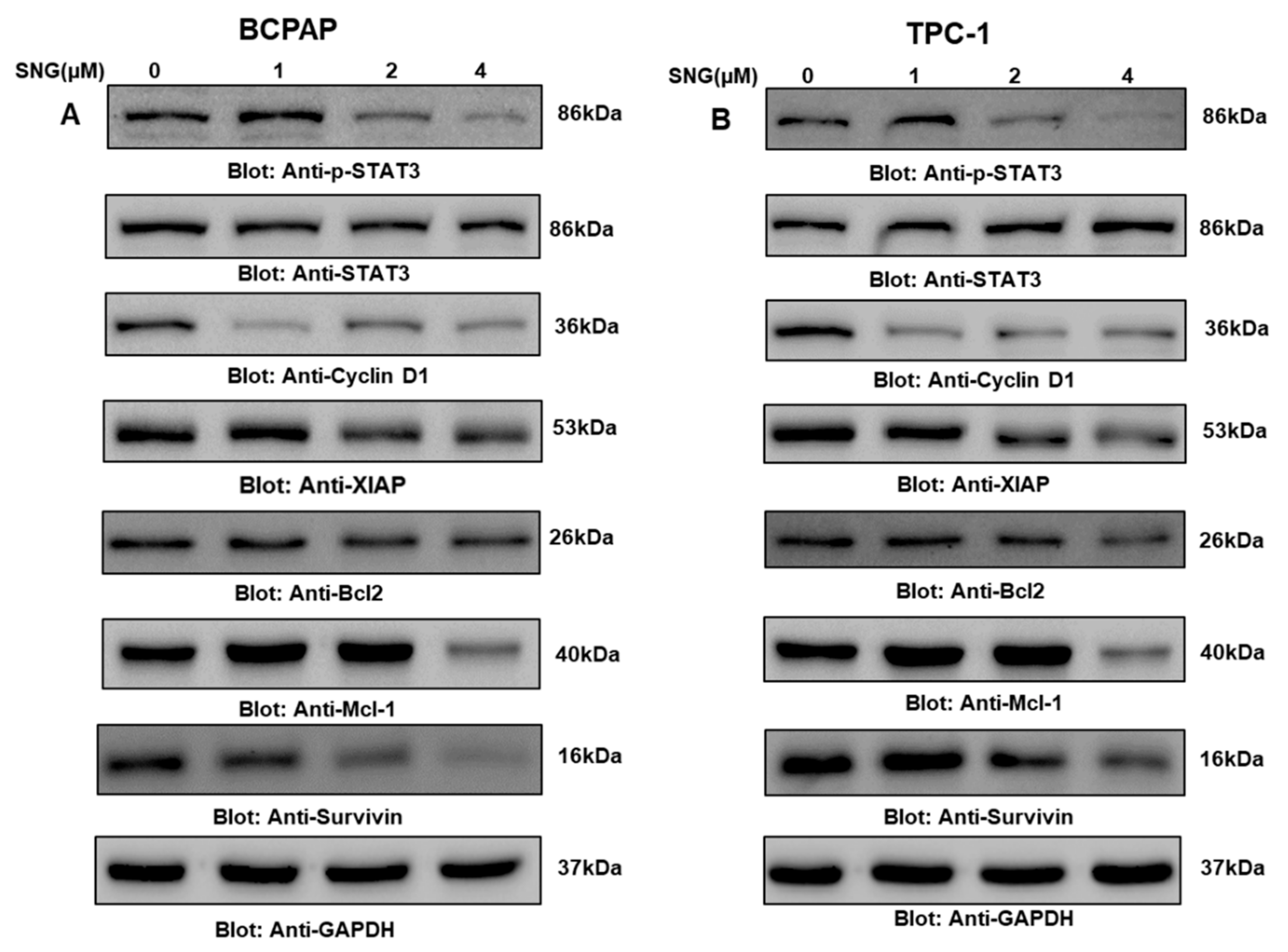 Molecules 25 01229 g005 Molecules 25 01229 g005