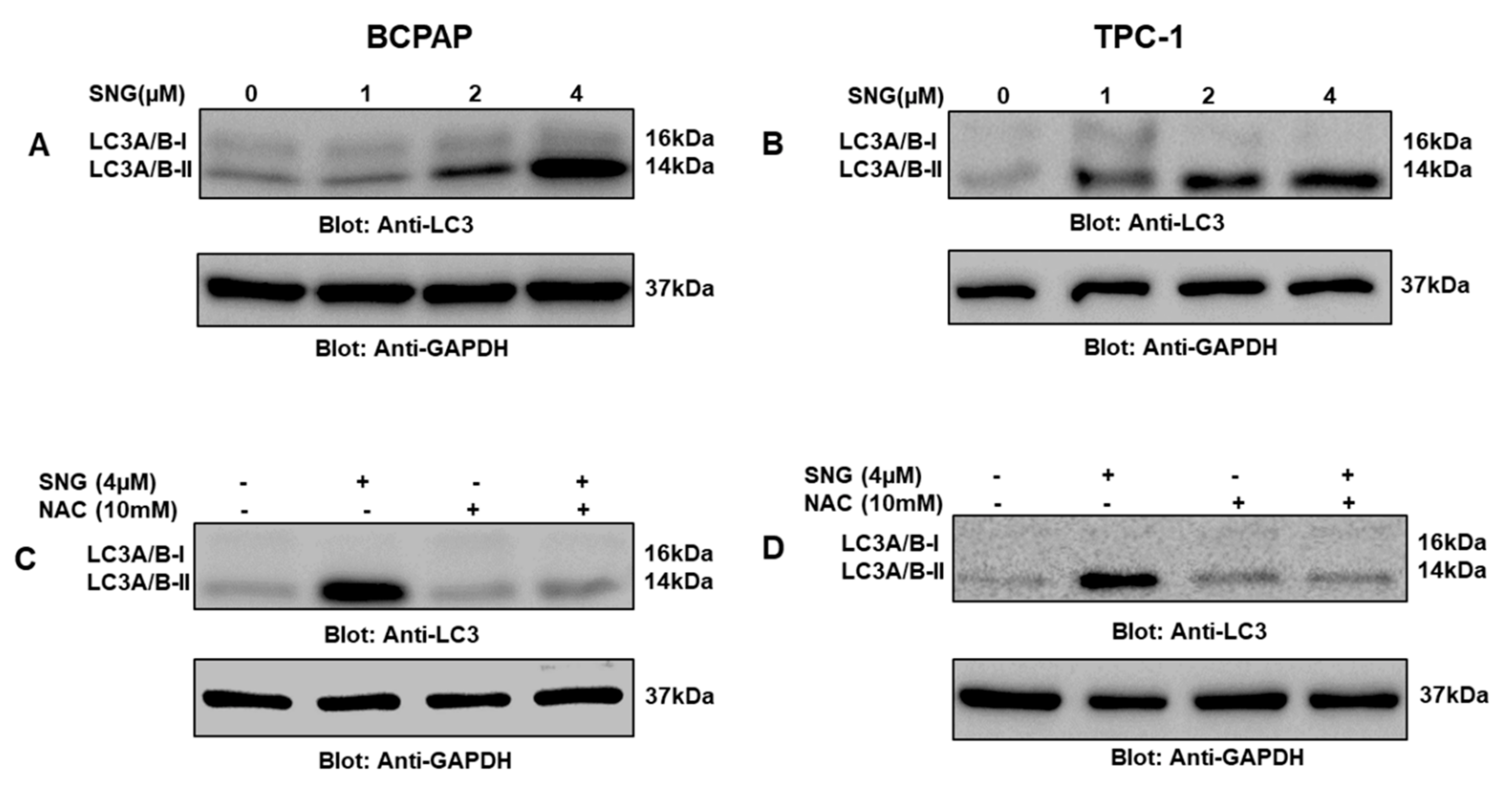 Molecules 25 01229 g006 Molecules 25 01229 g006