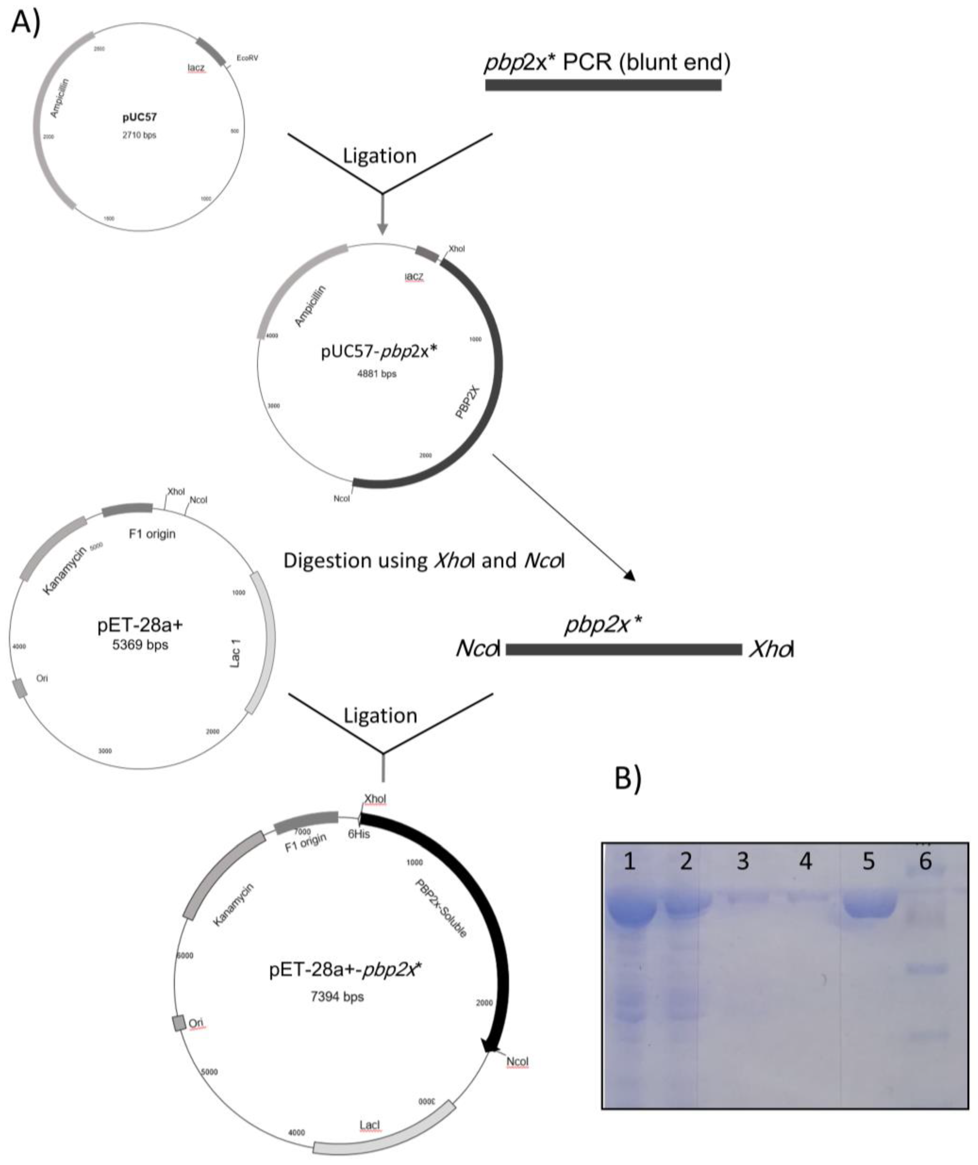 Molecules 25 01248 g001