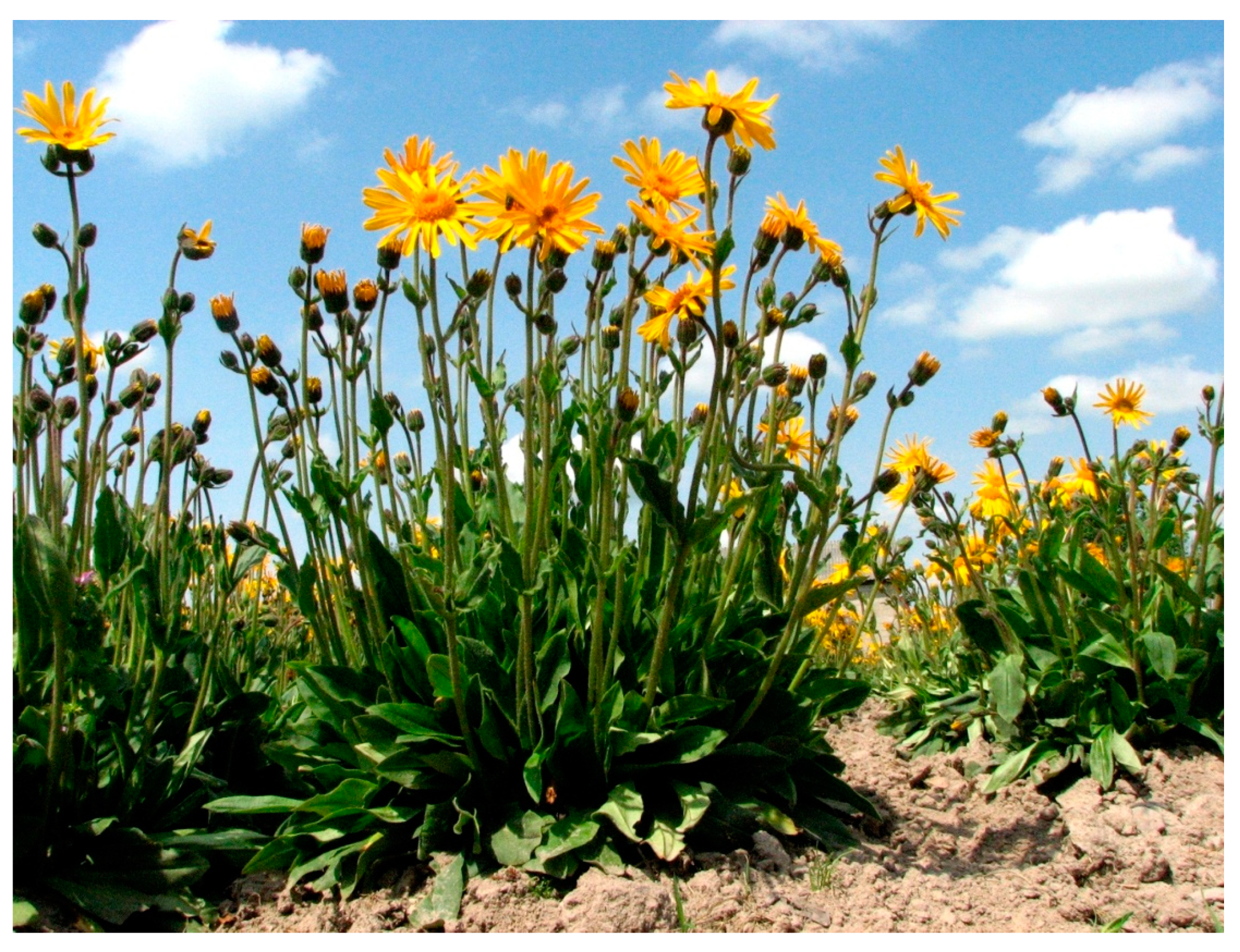 Molecules Free Full Text Chemical Characteristics And Anticancer Activity Of Essential Oil From Arnica Montana L Rhizomes And Roots
