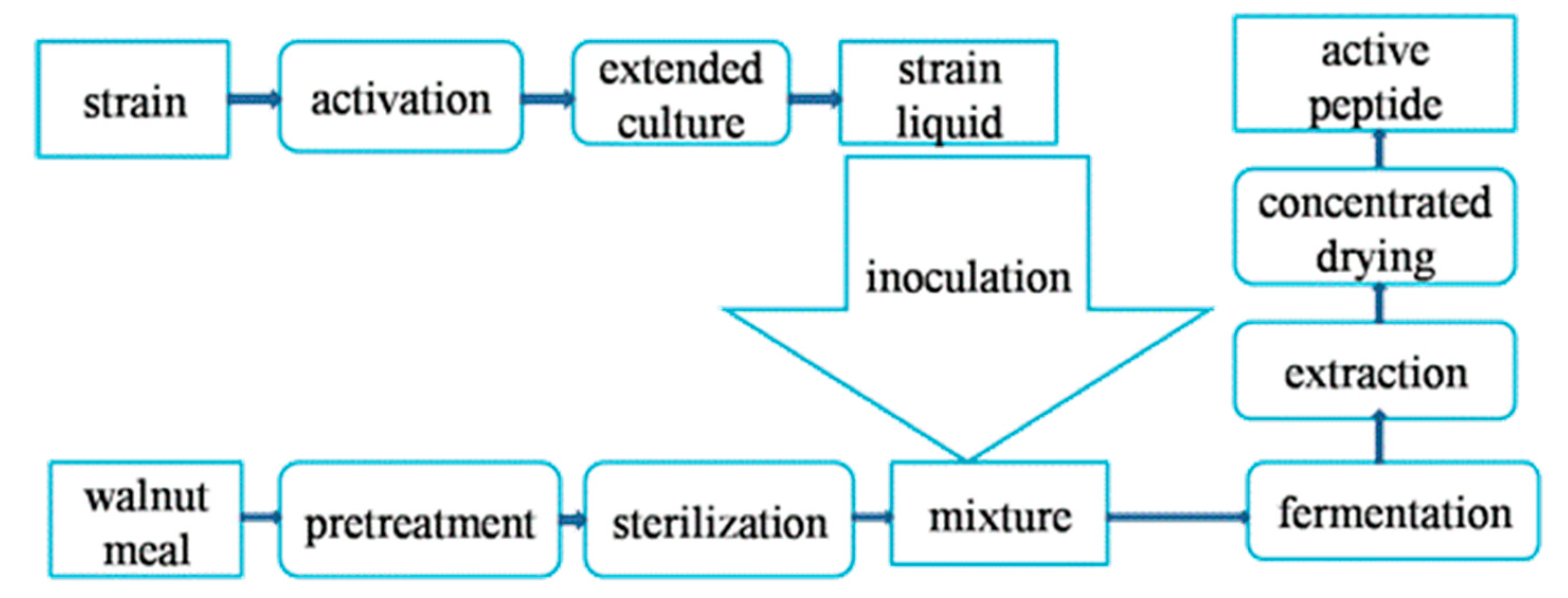 Bunk maxim peptide Buy T3